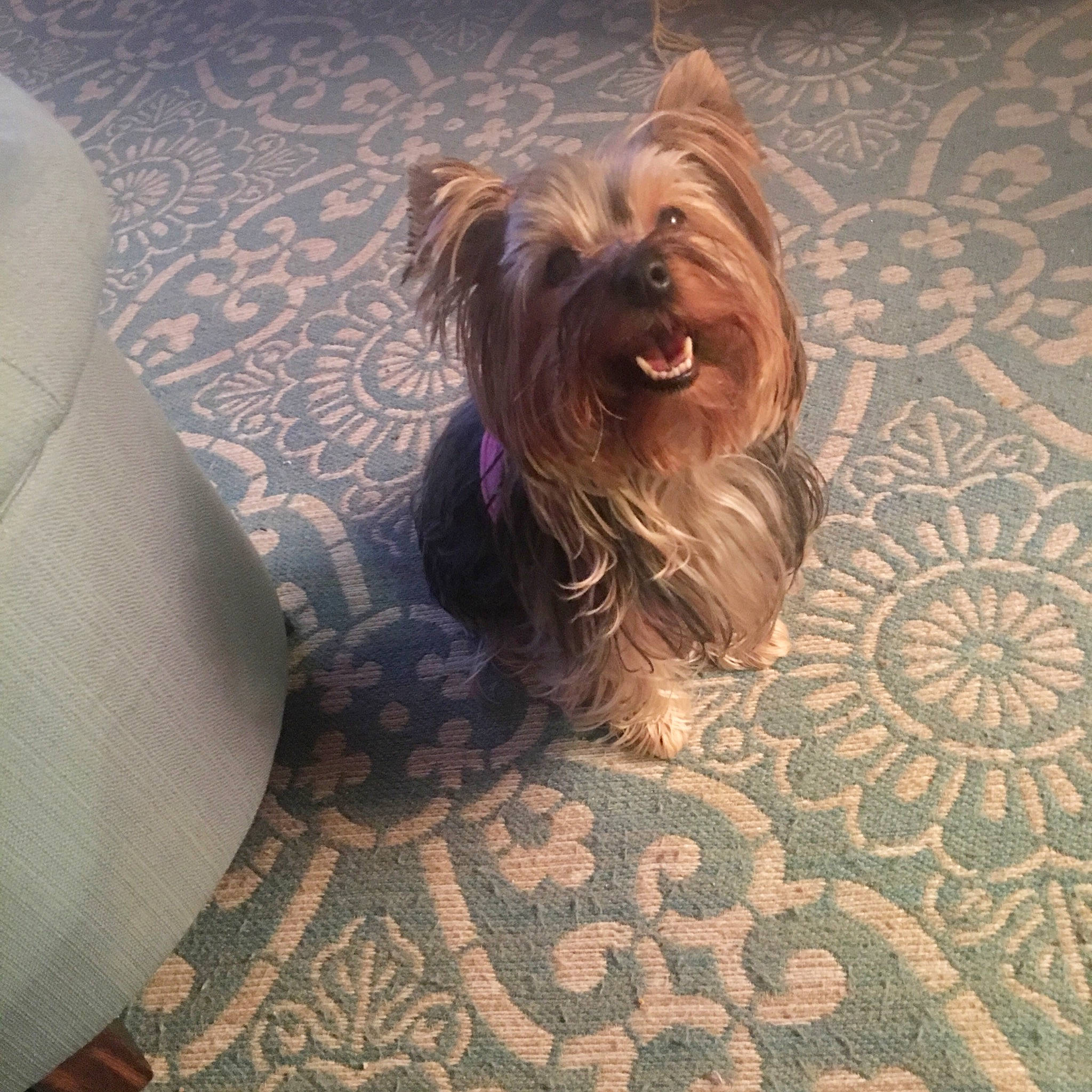 Belle is registered to the contest to win money with this photo: biewer_terrier, canidae, carnivore, comfort, companion_dog, couch, dog, dog_breed, dog_supply, fawn, flooring, fur, liver, small_terrier, snout, sporting_group, terrier, toy_dog, water_dog, yorkipoo