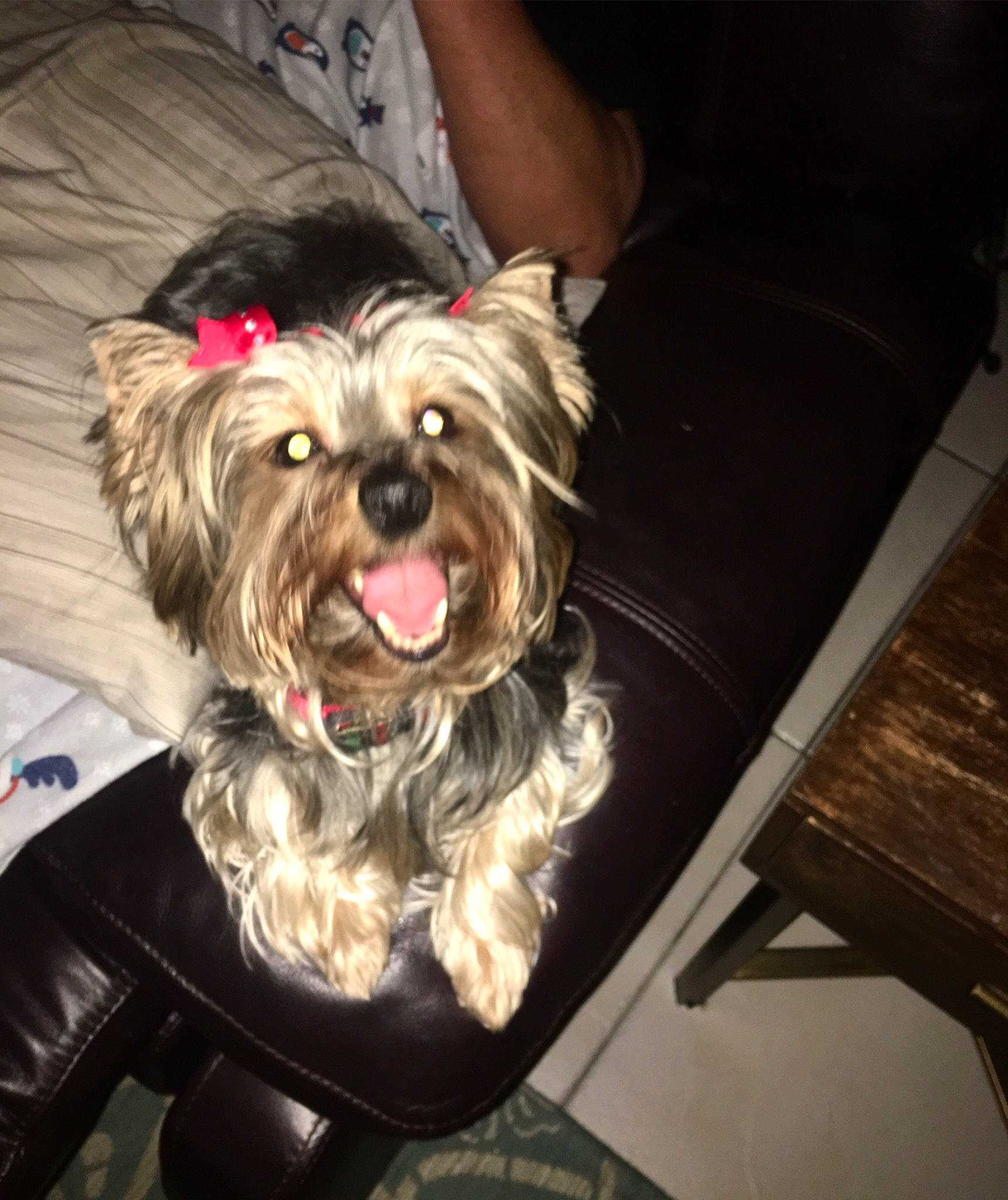 Belle is registered to the contest to win money with this photo: canidae, carnivore, chair, comfort, companion_dog, dog, dog_breed, fashion_accessory, fawn, fur, liver, metal, non_sporting_group, plant, puppy_love, small_terrier, sporting_group, terrier, toy_dog, working_animal