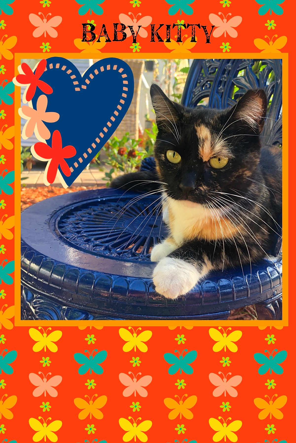Baby Kitty