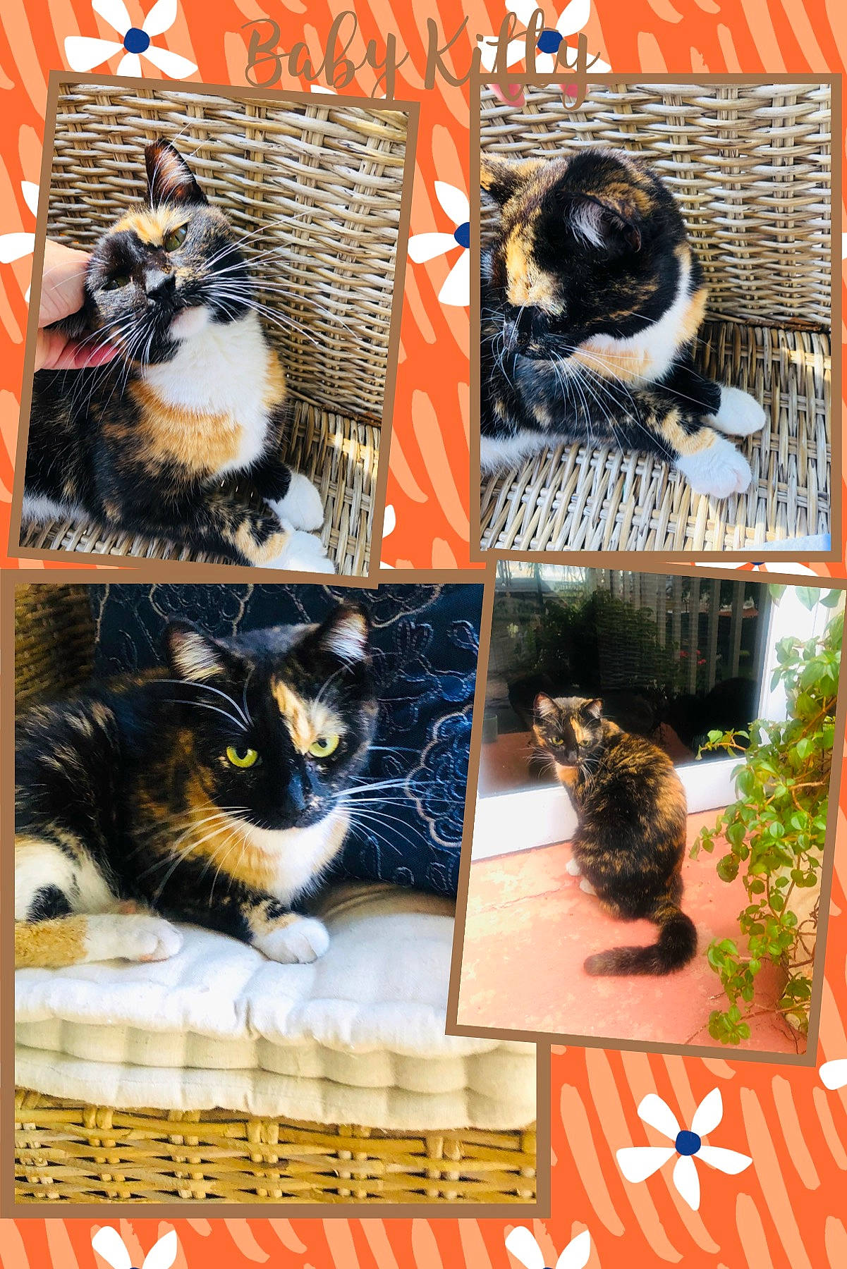 Baby Kitty joined the competition — help win amazing prizes! art, carnivore, cat, collage, design, domestic_short_haired_cat, felidae, font, fur, mammal, organism, photo_caption, photograph, plant, small_to_medium_sized_cats, snapshot, tail, textile, vertebrate, whiskers