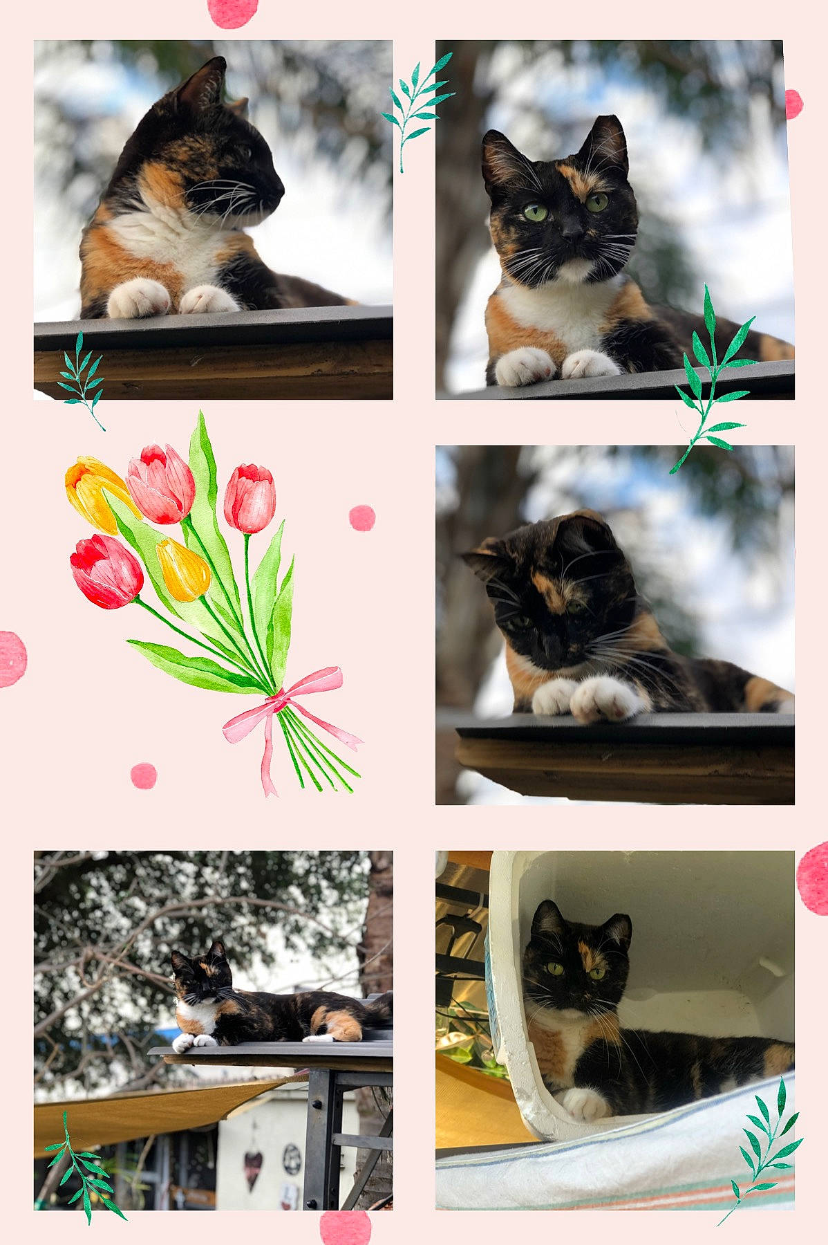 Baby Kitty joined the competition — help win amazing prizes! art, bombay, carnivore, cat, collage, comfort, felidae, font, fur, mammal, organism, photo_caption, photograph, plant, small_to_medium_sized_cats, snapshot, tail, vertebrate, whiskers, yellow