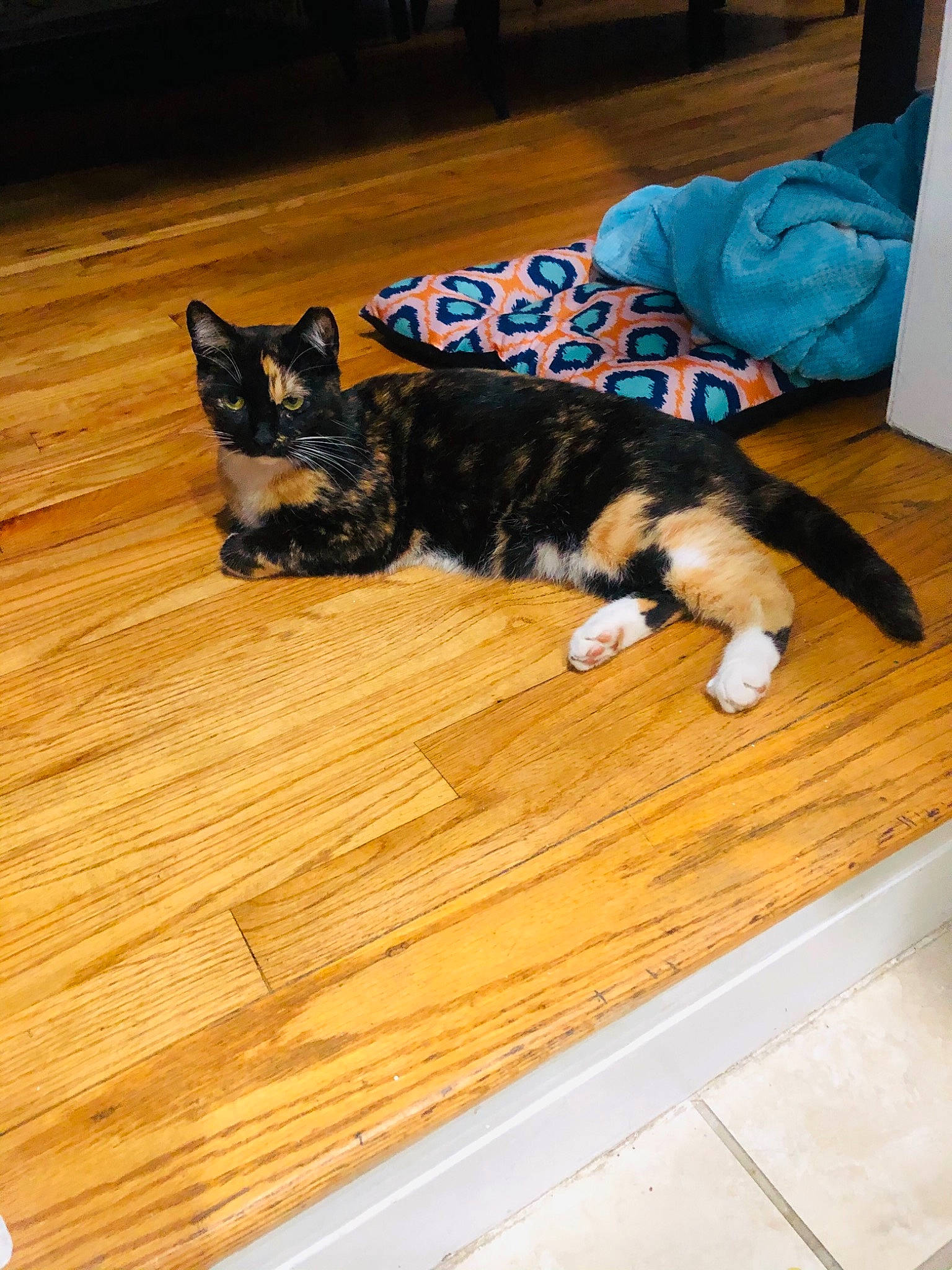 Baby Kitty is registered to the contest to win money with this photo: brown, canidae, carnivore, cat, comfort, dog_breed, felidae, floor, flooring, fur, hardwood, laminate_flooring, small_to_medium_sized_cats, sporting_group, tail, varnish, whiskers, wood, wood_flooring, wood_stain