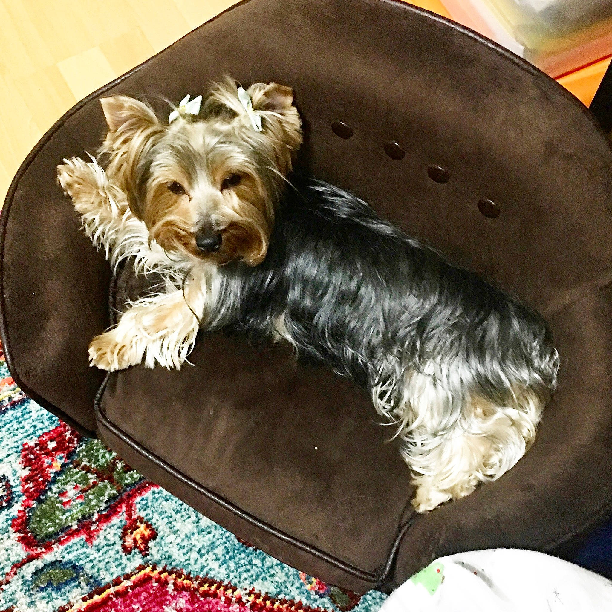 Belle is registered to the contest to win money with this photo: australian_silky_terrier, australian_terrier, biewer_terrier, canidae, carnivore, companion_dog, dog, dog_bed, dog_breed, glen_of_imaal_terrier, mammal, puppy, rare_breed_dog, small_terrier, sporting_group, sporting_lucas_terrier, terrier, toy_dog, west_highland_white_terrier, yorkshire_terrier