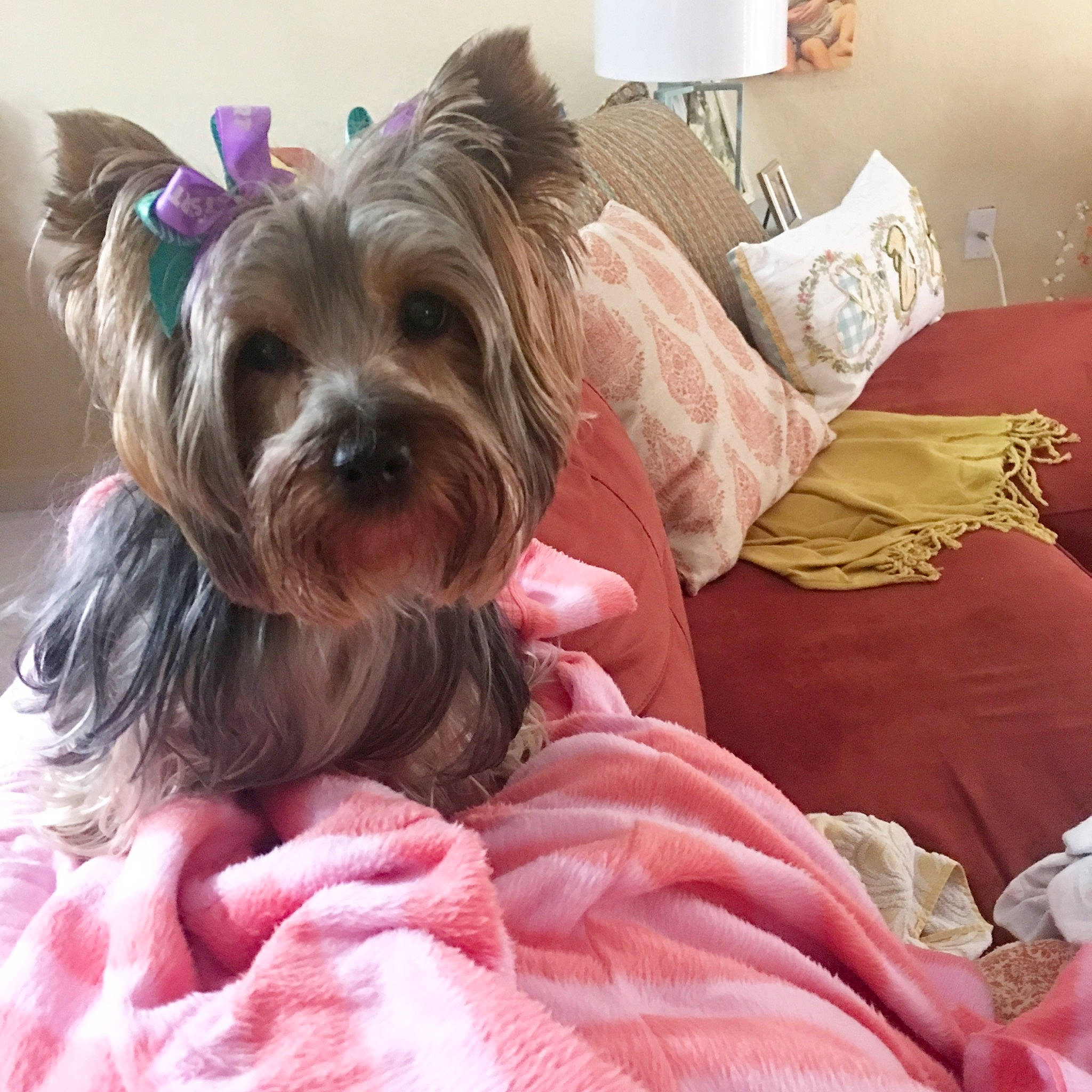 Belle joined the competition — help win amazing prizes! australian_silky_terrier, biewer_terrier, canidae, carnivore, companion_dog, dog, dog_breed, dog_clothes, fawn, mammal, morkie, puppy, puppy_love, rare_breed_dog, small_terrier, snout, terrier, toy_dog, vertebrate, yorkshire_terrier