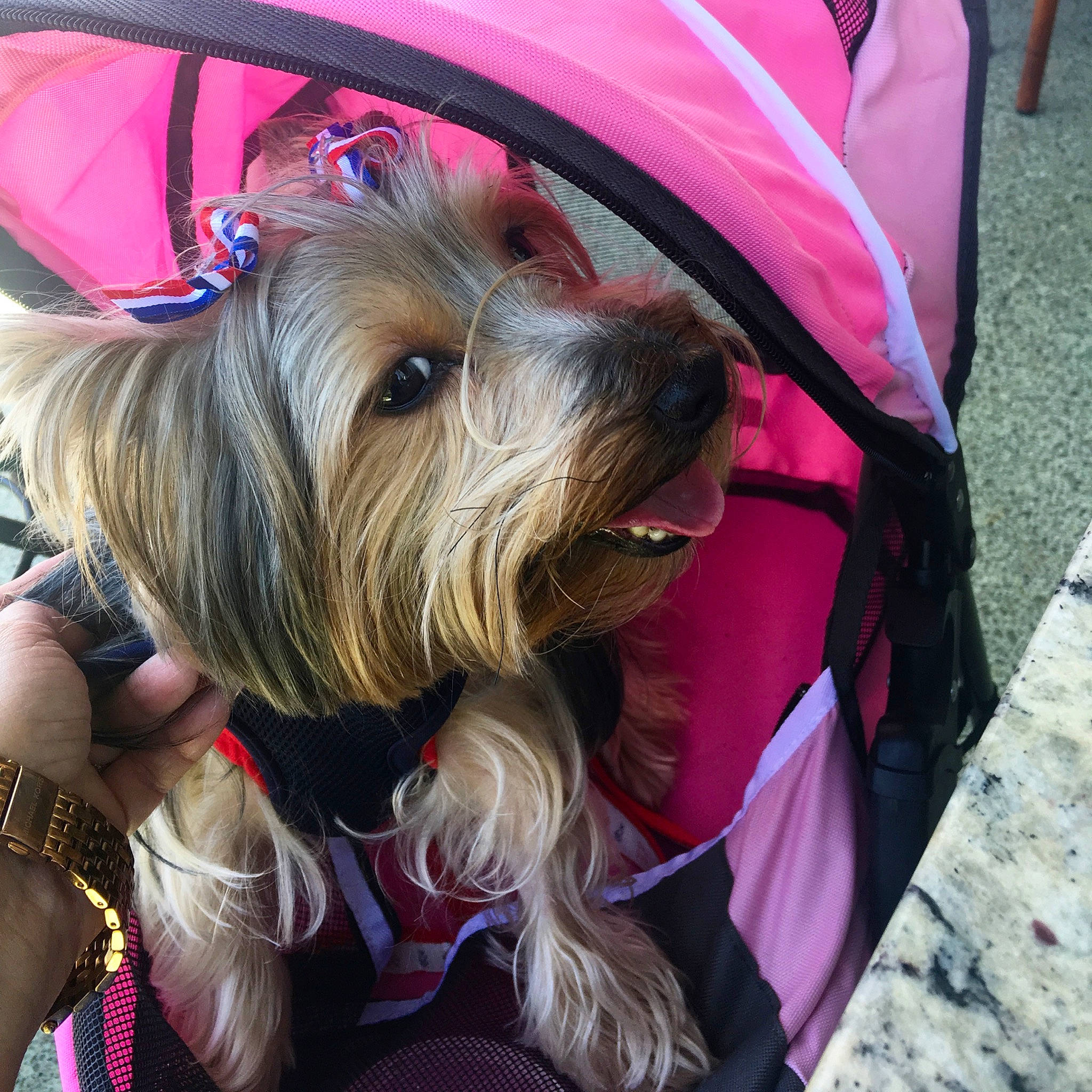 Belle joined the competition — help win amazing prizes! australian_silky_terrier, australian_terrier, biewer_terrier, cairn_terrier, canidae, carnivore, companion_dog, dog, dog_breed, glen_of_imaal_terrier, mammal, rare_breed_dog, skye_terrier, small_terrier, snout, sporting_group, terrier, toy_dog, vertebrate, yorkshire_terrier