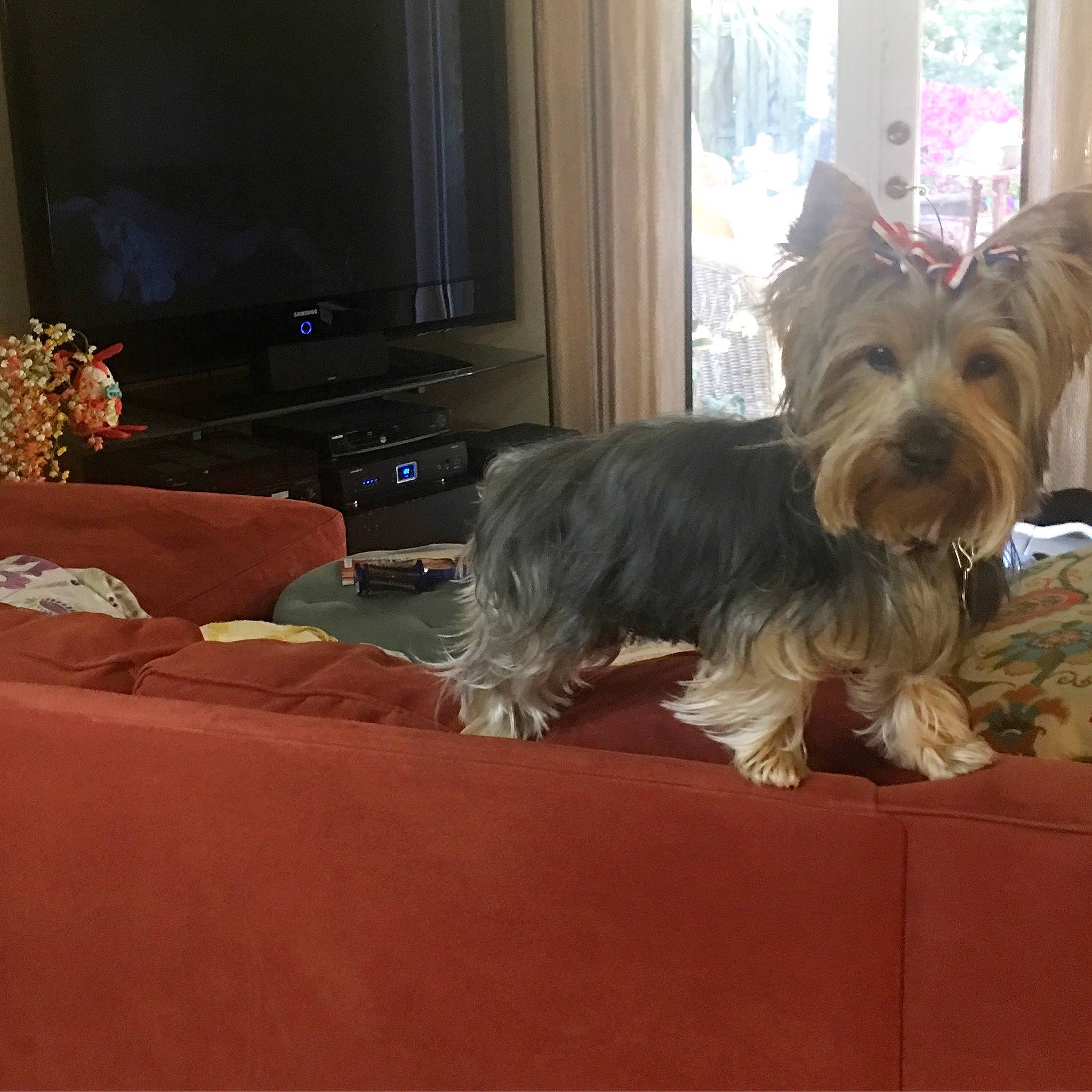Belle joined the competition — help win amazing prizes! australian_silky_terrier, australian_terrier, biewer_terrier, cairn_terrier, canidae, carnivore, companion_dog, dog, dog_breed, glen_of_imaal_terrier, mammal, norwich_terrier, rare_breed_dog, skye_terrier, small_terrier, snout, terrier, toy_dog, vertebrate, yorkshire_terrier