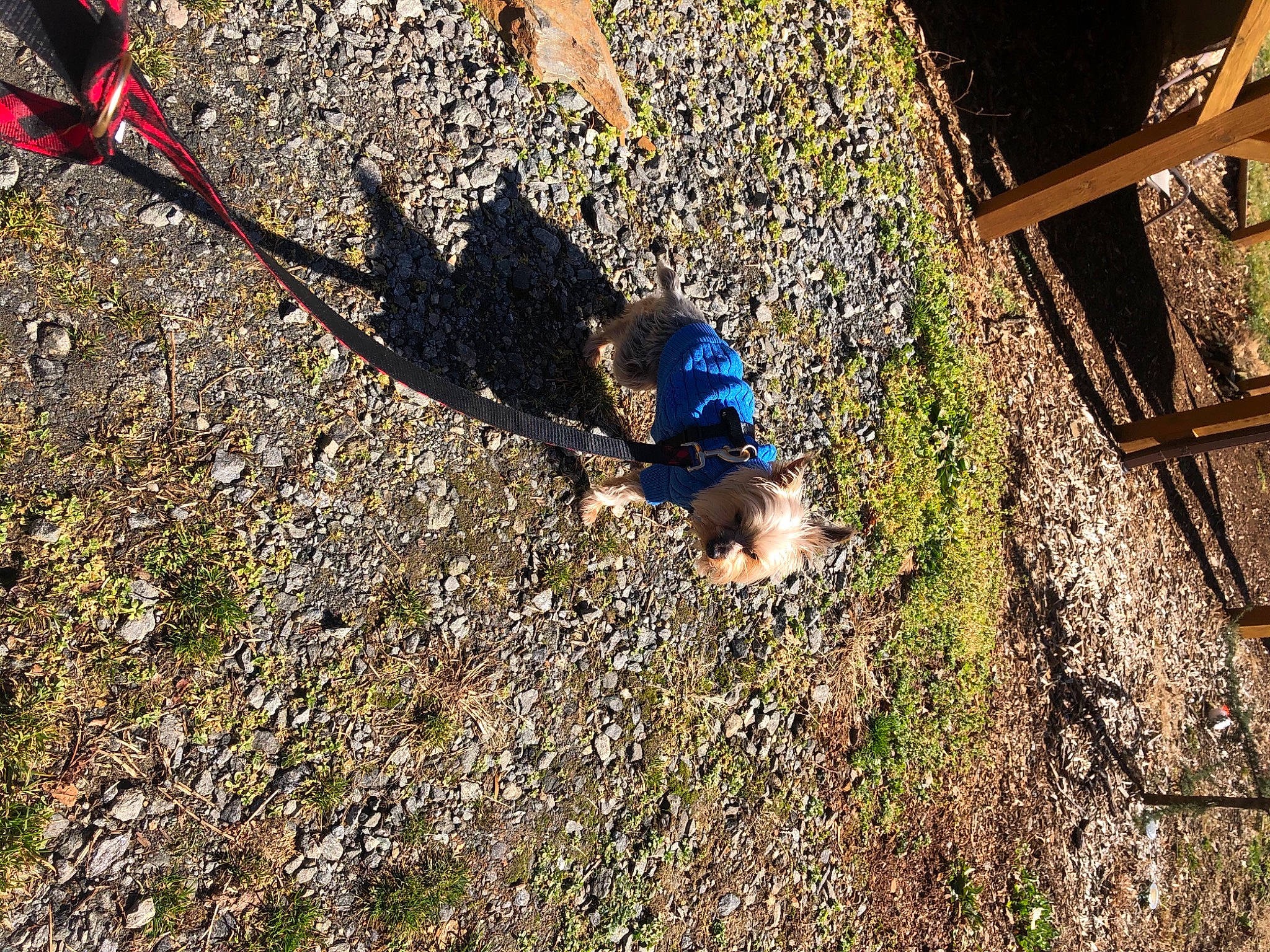 Bambam joined the competition — help win amazing prizes! adventure, asphalt, dog, electric_blue, fun, grass, leisure, people_in_nature, plant, recreation, road_surface, shadow, slope, soil, sporting_group, tree, trunk, wood