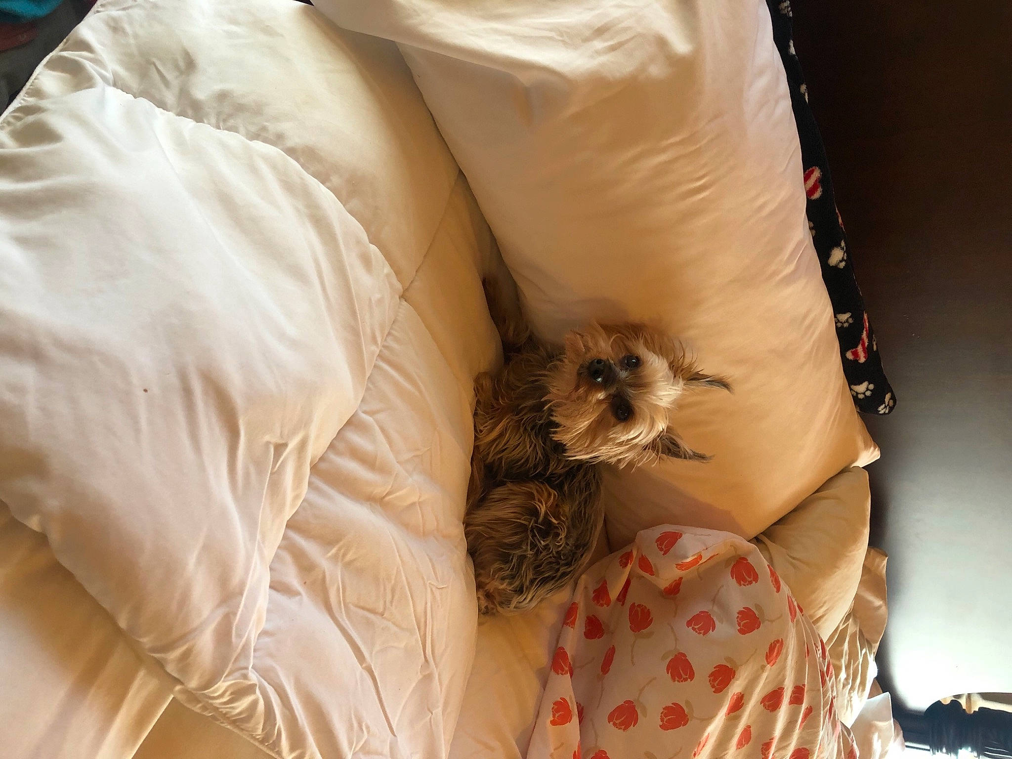 Bambam joined the competition — help win amazing prizes! bag, bed_sheet, bedding, carnivore, cat, comfort, companion_dog, duvet, fawn, felidae, fur, human_leg, linens, nap, pattern, plastic_bag, room, small_to_medium_sized_cats, tail, whiskers