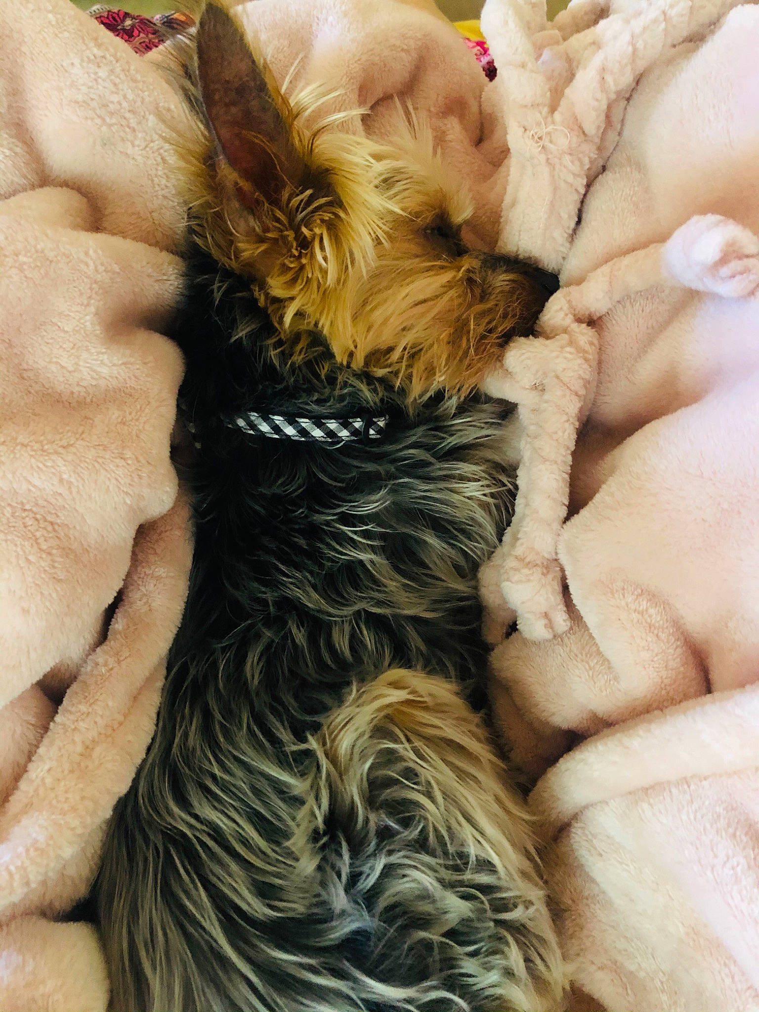 Bambam joined the competition — help win amazing prizes! canidae, carnivore, claw, comfort, companion_dog, dog, dog_breed, ear, fawn, felidae, gesture, liver, long_hair, paw, small_to_medium_sized_cats, snout, sporting_group, terrier, toy_dog, whiskers