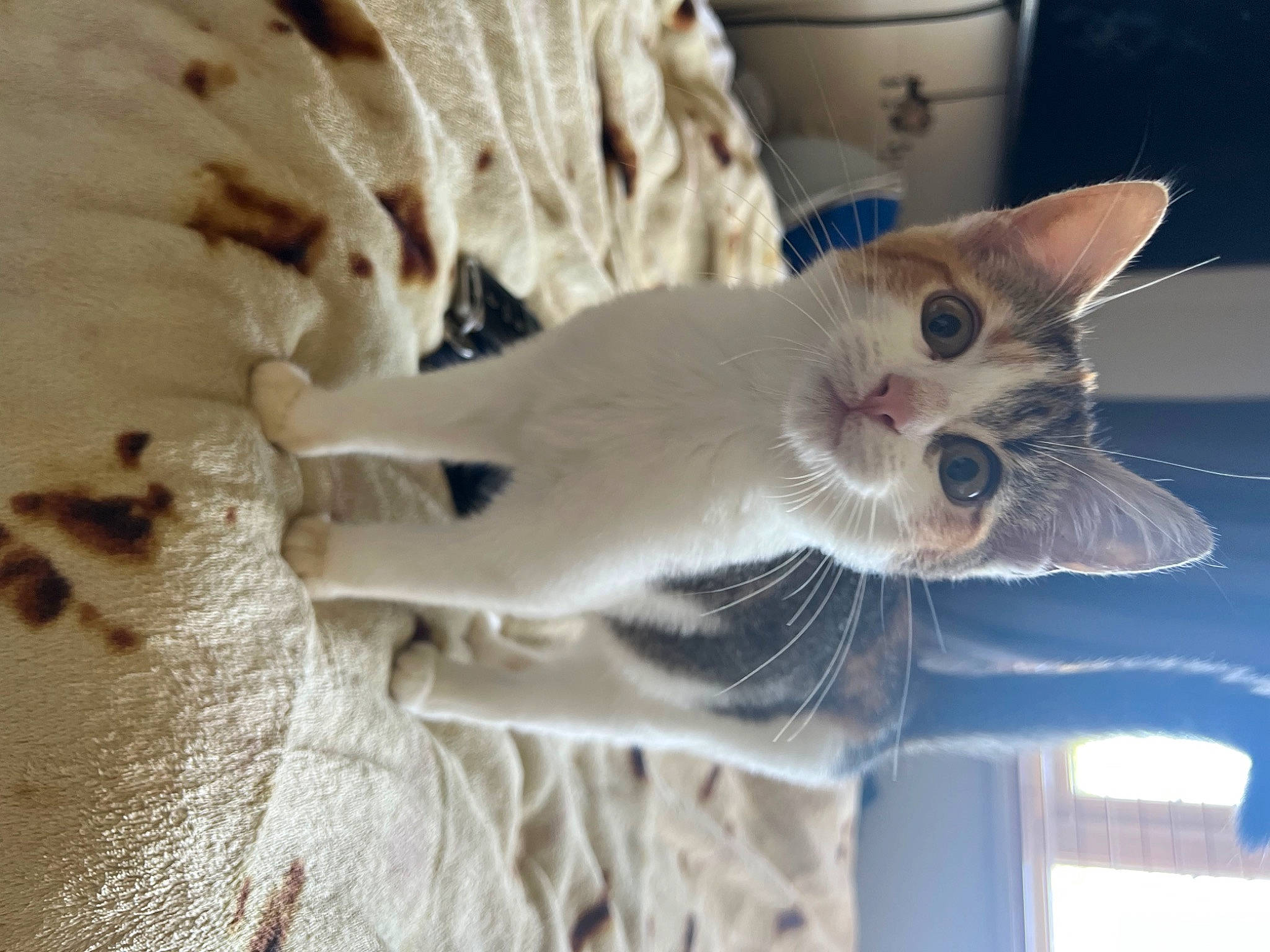 Cinnamon is registered to the contest to win money with this photo: carnivore, cat, claw, domestic_short_haired_cat, fawn, felidae, fur, paw, small_to_medium_sized_cats, tail, whiskers, window, wood