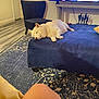Niko is registered to the contest to win money with this photo: dog, sleeping, ottoman, living_room, chair, rug, flooring, television, cushion, home_interior, relaxation, pet, animal, furniture, wood_floor, decor, indoor, cozy, resting, quiet