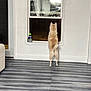 Niko joined the competition — help win amazing prizes! dog, window, indoor, floor, pet_care, curious, standing, white_wall, gray_floor, reflection, bottle, furniture, home, canine, animal, looking_out, hind_legs, tail, light, room