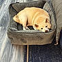 dog, pet, dog_bed, resting, indoor, floor, couch, wood_floor, relaxed, canine, fur, sleepy, home, quilted, cozy, comfort, animal, laying_down, light_brown, quiet