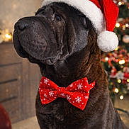 Uno a rejoint le concours — aidez-le/la à gagner de superbes lots ! dog, santa_hat, red_bow_tie, christmas_tree, holiday, festive, indoor, decorations, pet, animal, portrait, celebration, winter, seasonal, canine, brown_dog, cute, holiday_attire, christmas_lights, background