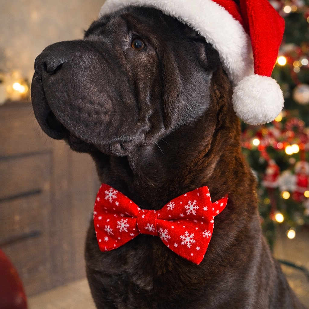 Uno a rejoint le concours — aidez-le/la à gagner de superbes lots ! dog, santa_hat, red_bow_tie, christmas_tree, holiday, festive, indoor, decorations, pet, animal, portrait, celebration, winter, seasonal, canine, brown_dog, cute, holiday_attire, christmas_lights, background