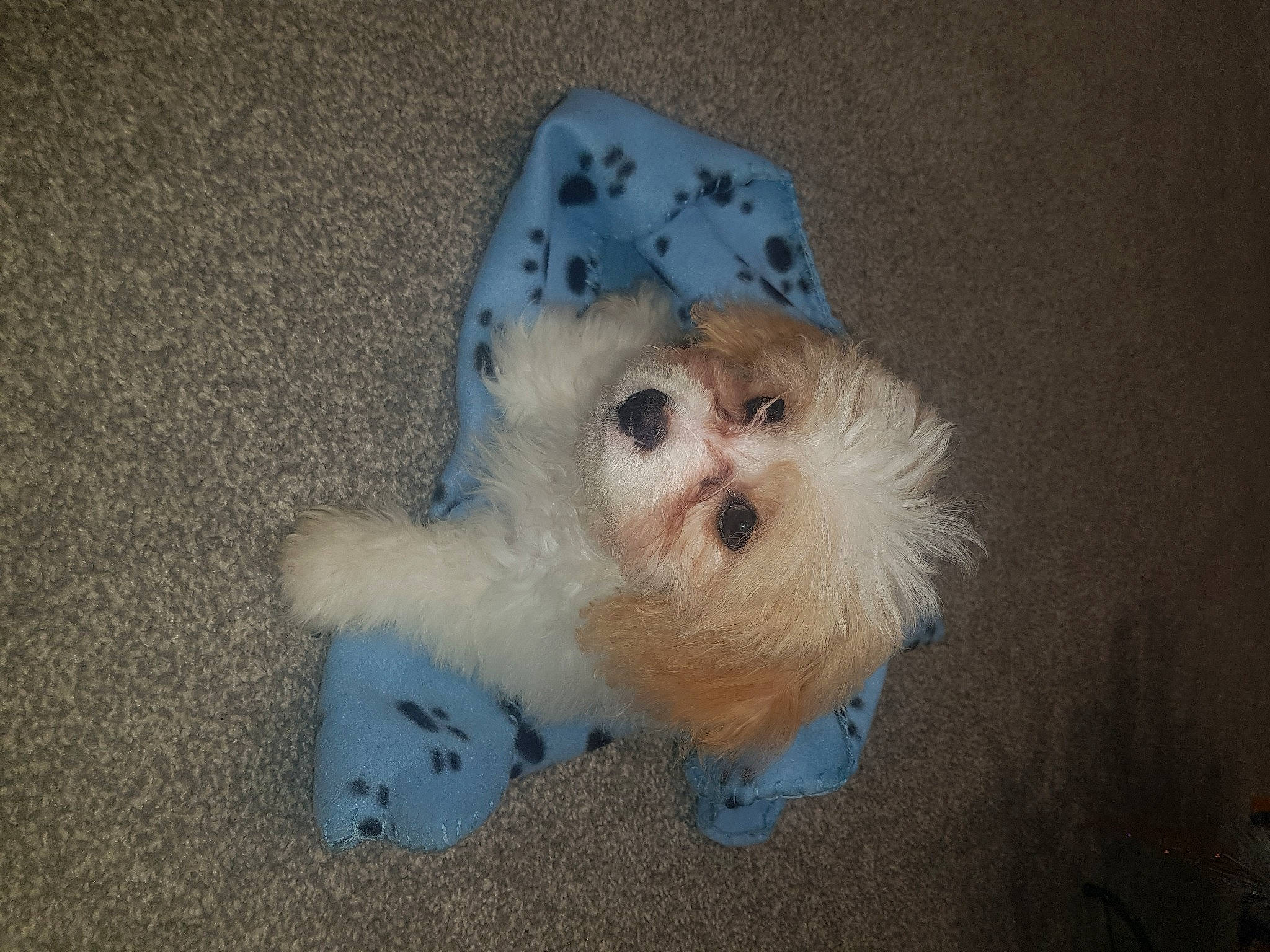 Teddy joined the competition — help win amazing prizes! canidae, carnivore, companion_dog, dog, dog_breed, dog_clothes, fashion_accessory, fawn, fur, hat, maltepoo, shih_poo, small_terrier, snout, sporting_group, stuffed_toy, terrier, toy, toy_dog, whiskers