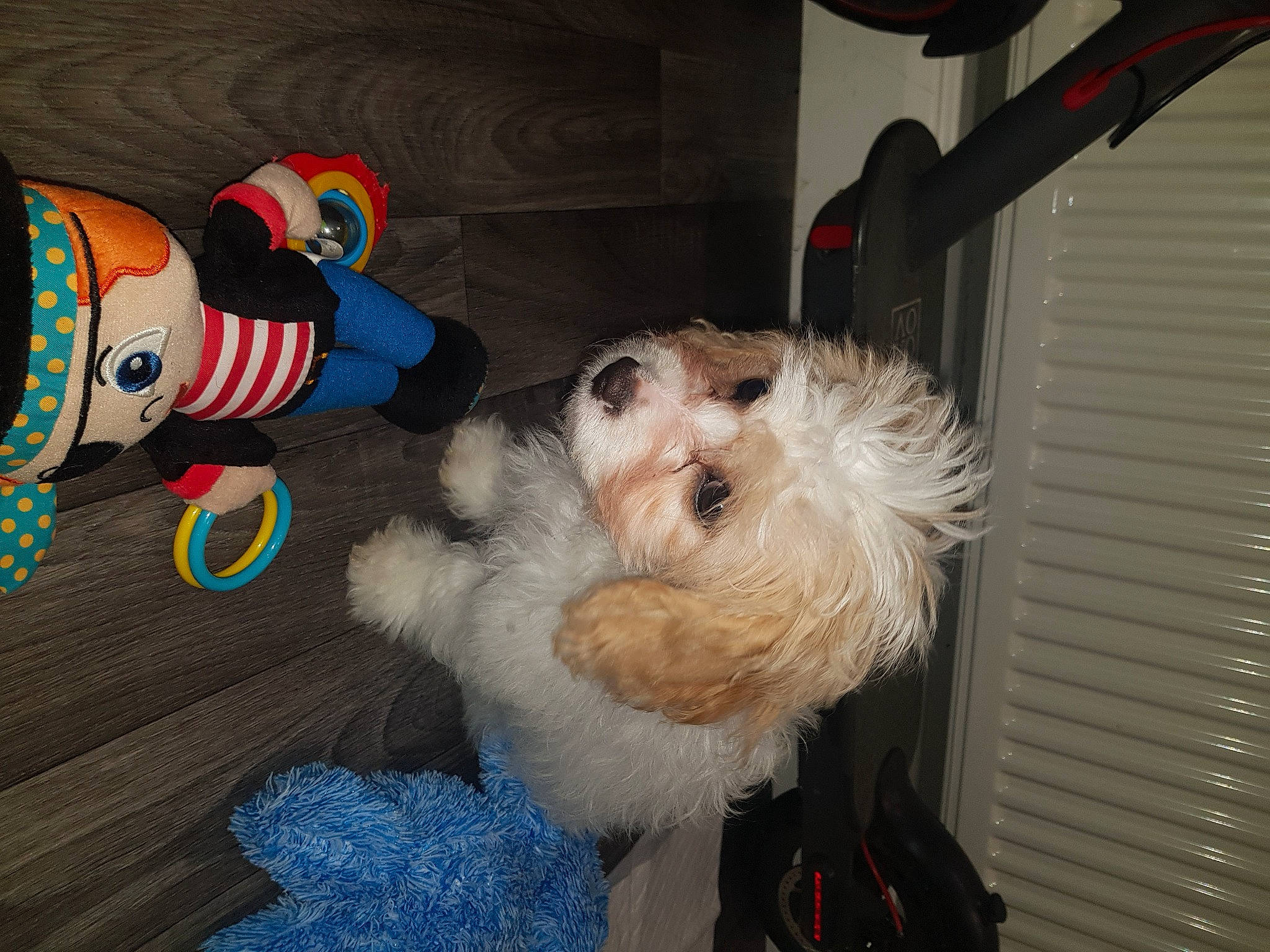 Teddy joined the competition — help win amazing prizes! canidae, carnivore, companion_dog, dog, dog_breed, dog_clothes, dog_supply, fawn, foot, fur, human_leg, labradoodle, lap, maltepoo, small_terrier, sock, sporting_group, terrier, toy, toy_dog