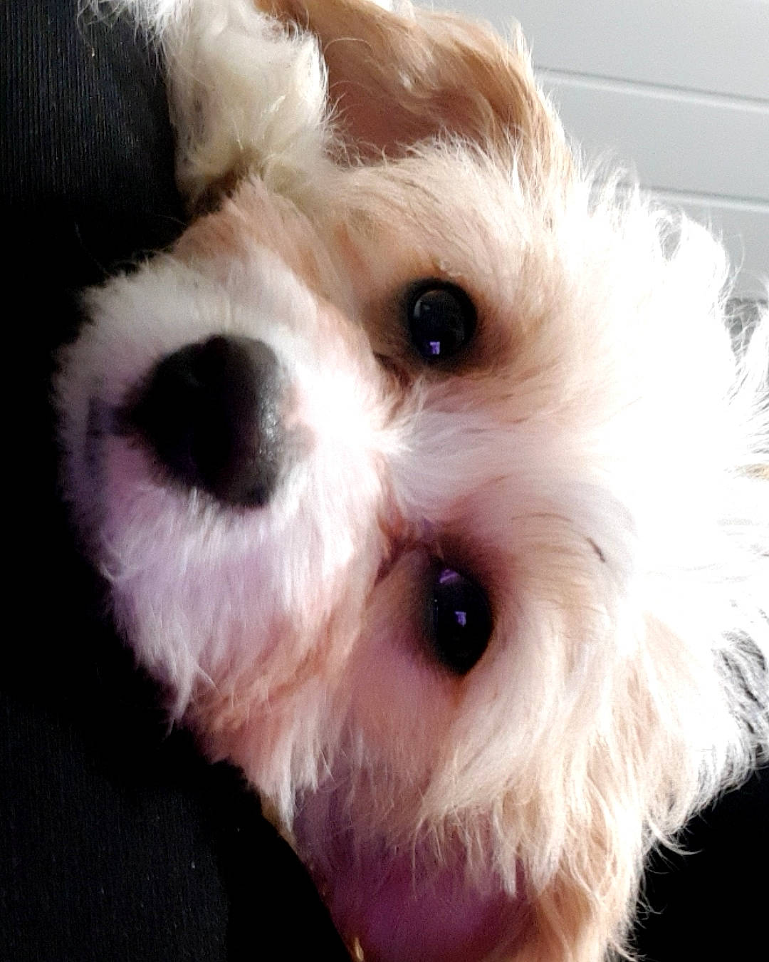 Teddy is registered to the contest to win money with this photo: canidae, carnivore, companion_dog, dog, dog_breed, eyelash, fur, liver, mal_shi, maltepoo, puppy, small_terrier, snout, sporting_group, stuffed_toy, terrier, toy, toy_dog, whiskers, working_animal