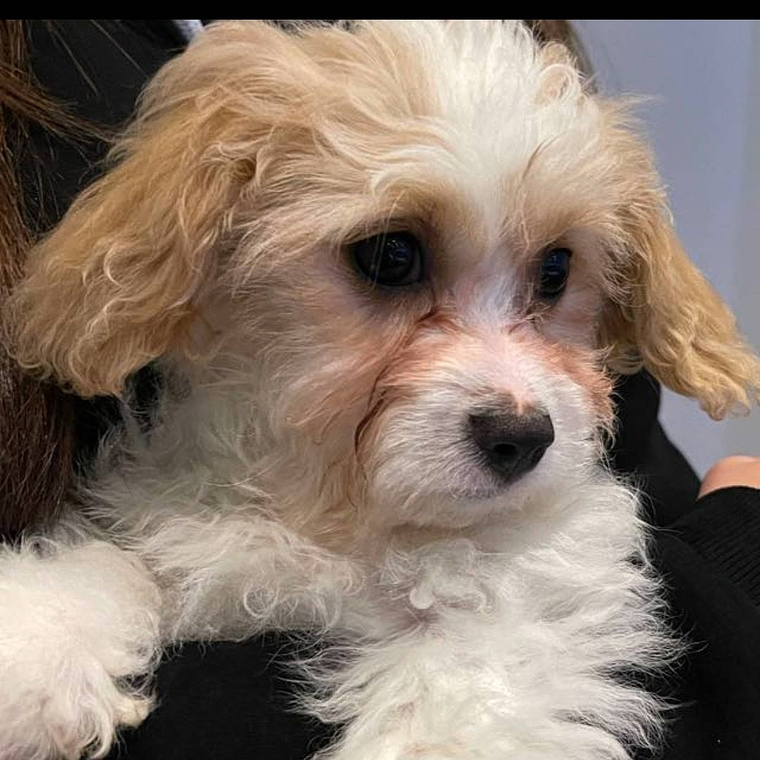 Teddy joined the competition — help win amazing prizes! canidae, carnivore, companion_dog, dog, dog_breed, fur, glasses, maltepoo, non_sporting_group, puppy_love, shih_poo, small_terrier, snout, sporting_group, sunglasses, terrier, toy_dog, water_dog, working_animal, yorkipoo