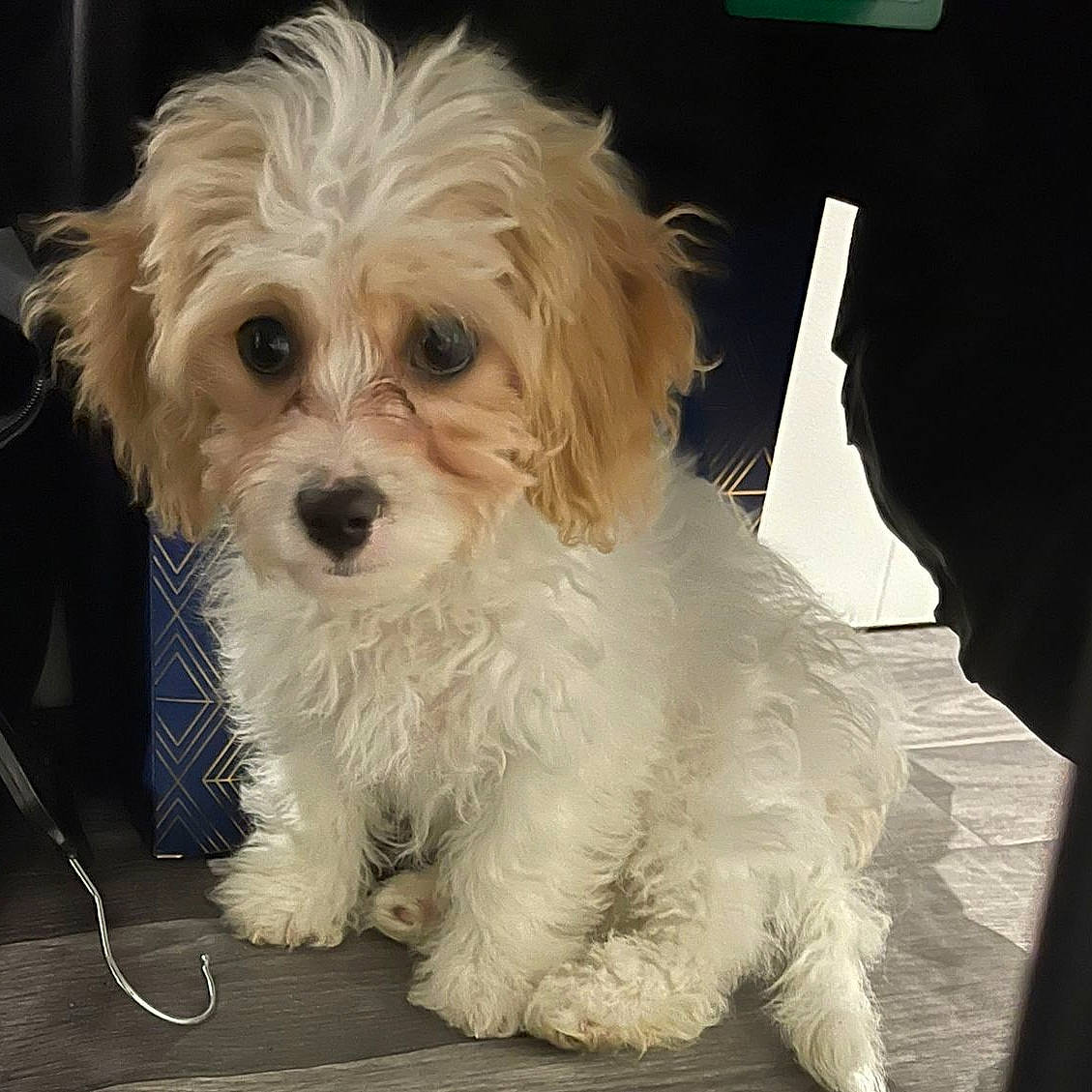 Teddy is registered to the contest to win money with this photo: canidae, carnivore, companion_dog, dog, dog_breed, eyewear, fur, glasses, maltepoo, puppy, shih_poo, small_terrier, snout, sporting_group, sunglasses, terrier, toy_dog, watch, working_animal, yorkipoo