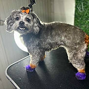 Roonie joined the competition — help win amazing prizes! dog, gray_dog, bow, orange_bow, colored_paws, purple_paws, orange_paws, colored_tail, purple_tail, grooming_table, pet_grooming, fur, cute, pet, animal, indoor, portrait, standing, looking, small_dog