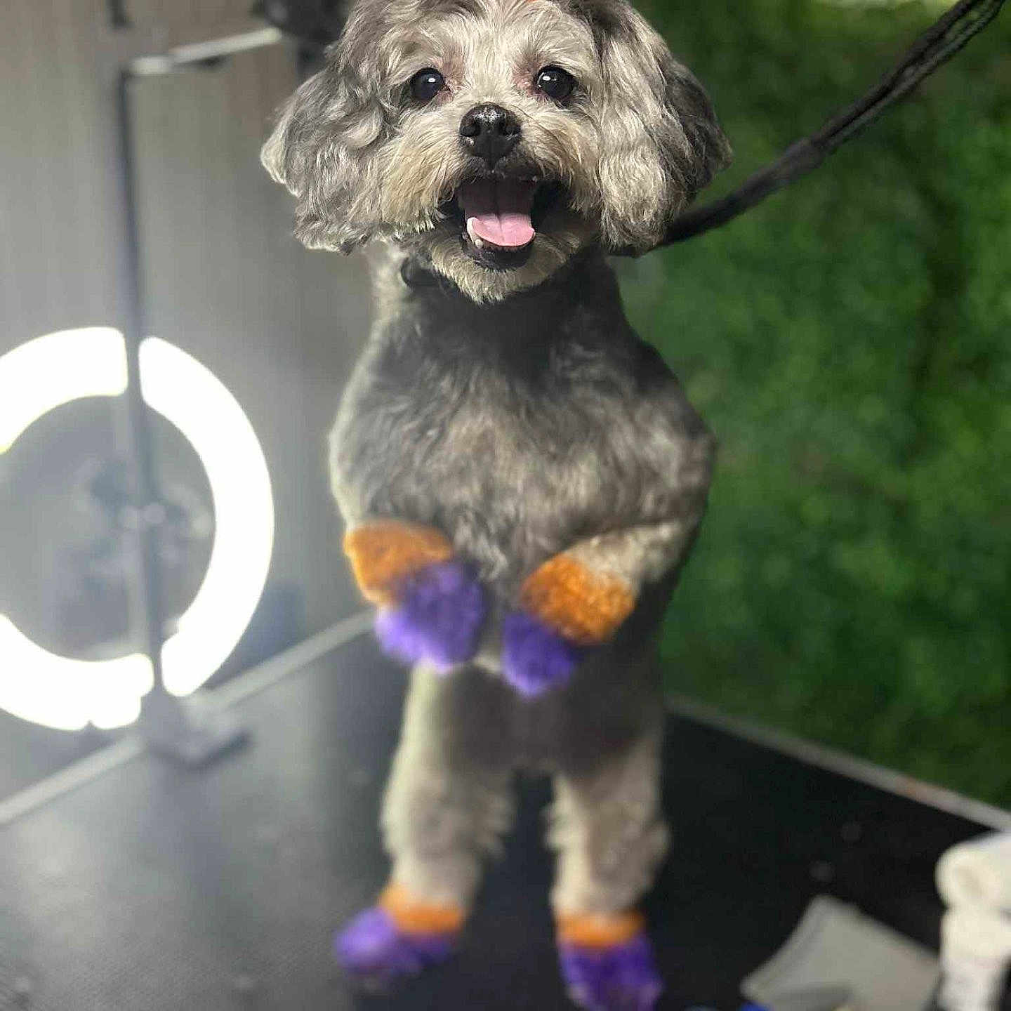Roonie joined the competition — help win amazing prizes! accessory, animal, colorful_paws, cute, dog, fur, gray_fur, groomed, happy, indoor, leash, orange_bow, pet_grooming, playful, pom_poms, ring_light, smiling, standing, studio_light, table