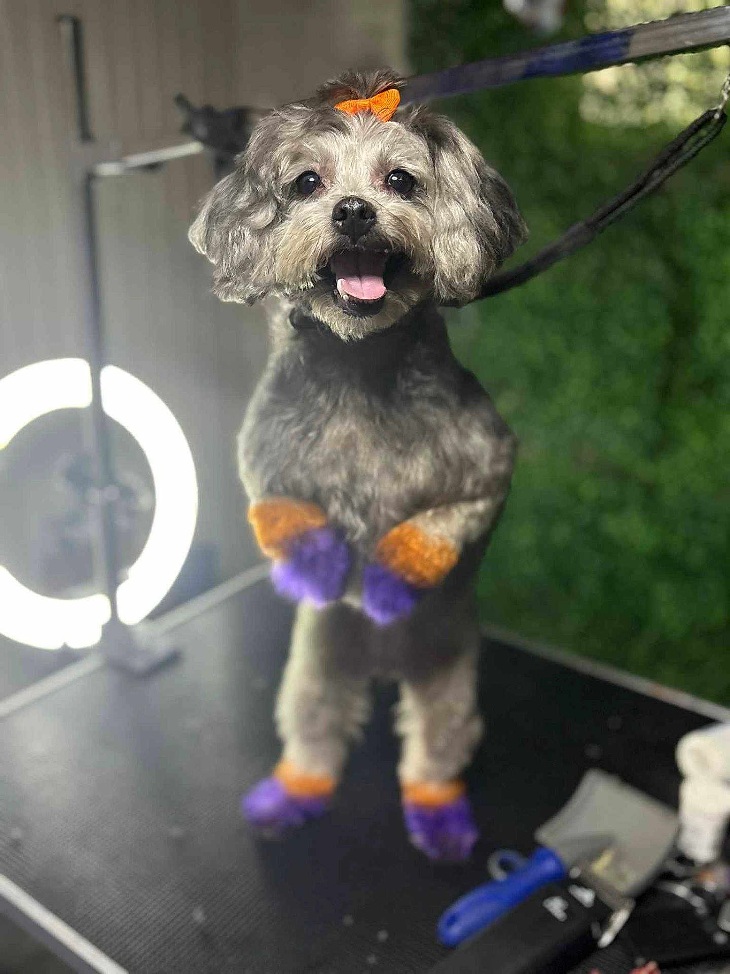 Roonie joined the competition — help win amazing prizes! dog, groomed, pom_poms, orange_bow, colorful_paws, happy, pet_grooming, ring_light, indoor, table, smiling, fur, animal, cute, studio_light, accessory, gray_fur, playful, leash, standing