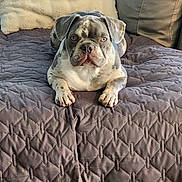 Bluey joined the competition — help win amazing prizes! dog, couch, blanket, pillow, indoor, pet, animal, canine, fur, resting, comfort, home, floor, tile, quilted, spotted, looking, front_view, cute, relaxed