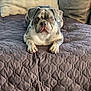 dog, couch, blanket, pillow, indoor, pet, animal, canine, fur, resting, comfort, home, floor, tile, quilted, spotted, looking, front_view, cute, relaxed