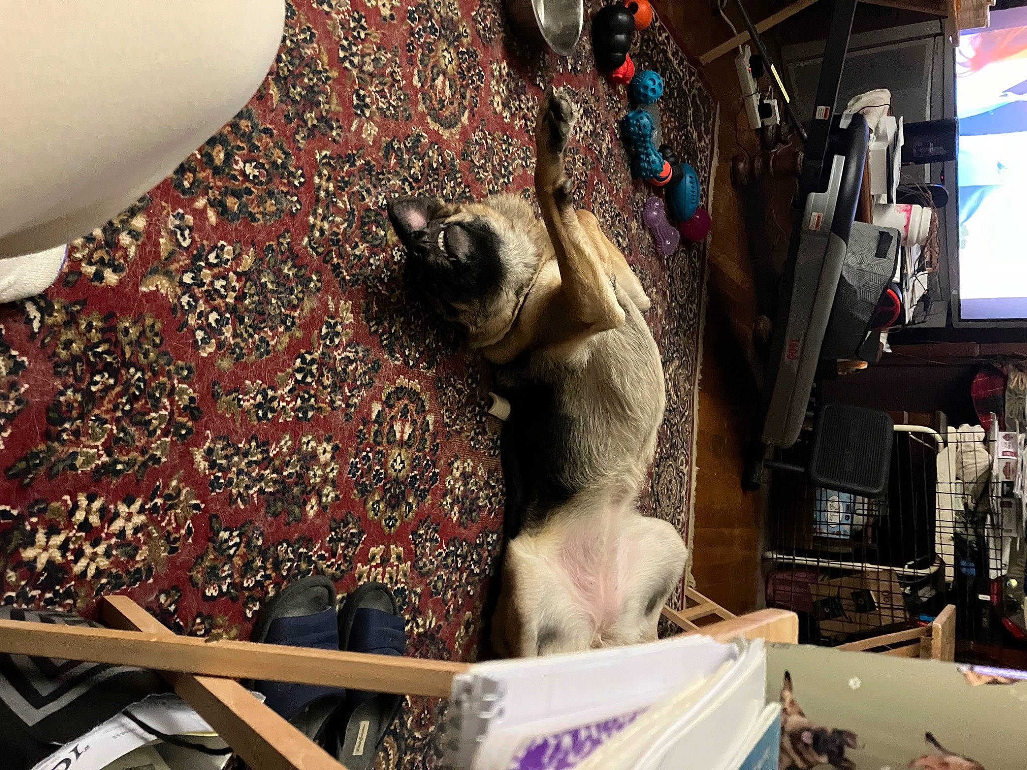 Friskie Diana is registered to the contest to win money with this photo: art, automotive_design, carmine, city, display_device, event, fashion_accessory, fawn, felidae, fur, glass, machine, market, metal, pattern, room, small_to_medium_sized_cats, television, visual_arts