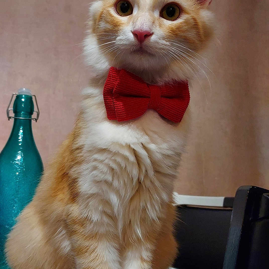 Simba