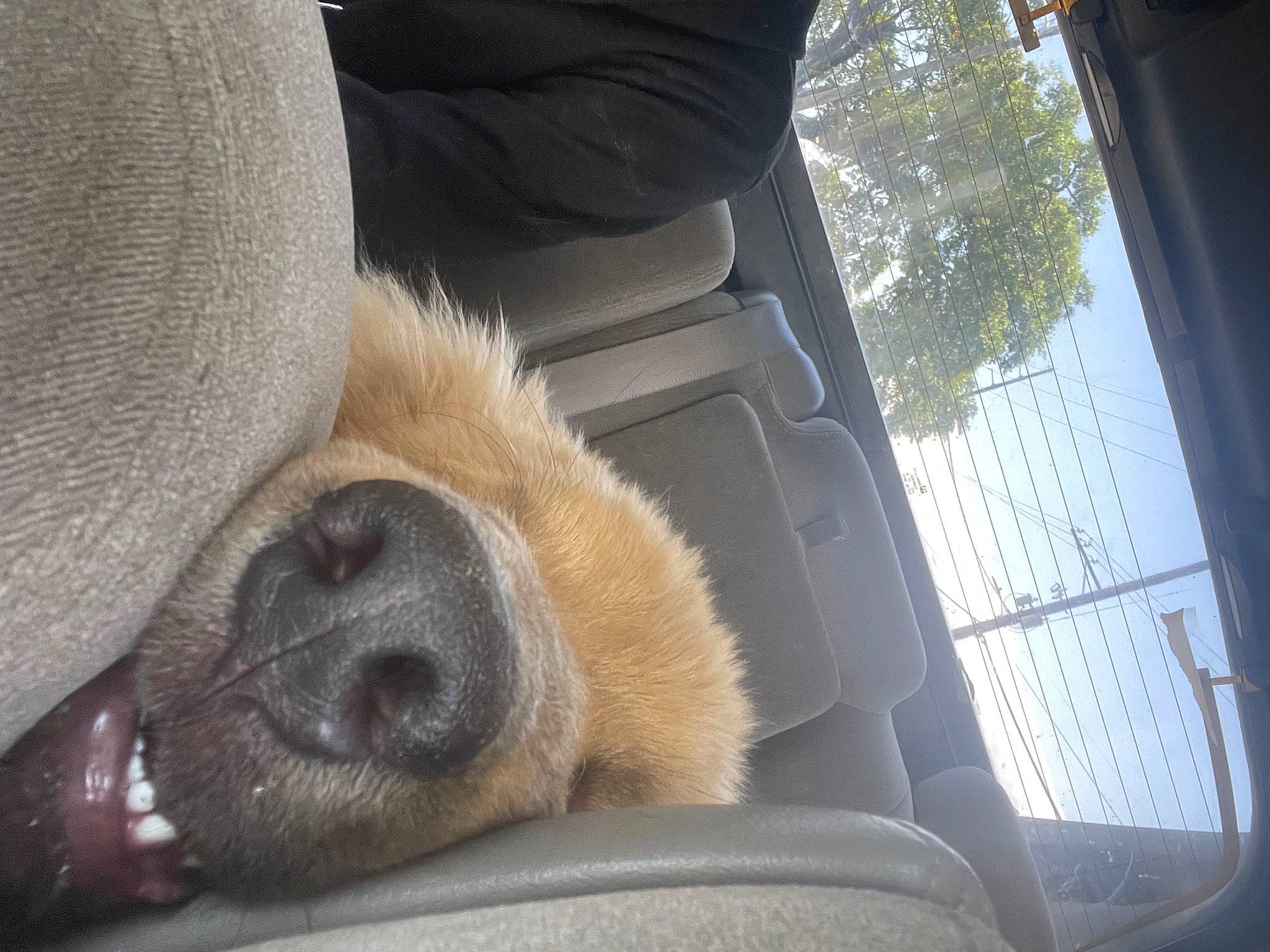 Mook is registered to the contest to win money with this photo: auto_part, automotive_exterior, automotive_mirror, automotive_window_part, car_seat, carnivore, comfort, companion_dog, dog, dog_breed, fawn, foot, human_leg, snout, tints_and_shades, vehicle, vehicle_door, whiskers, window, windshield