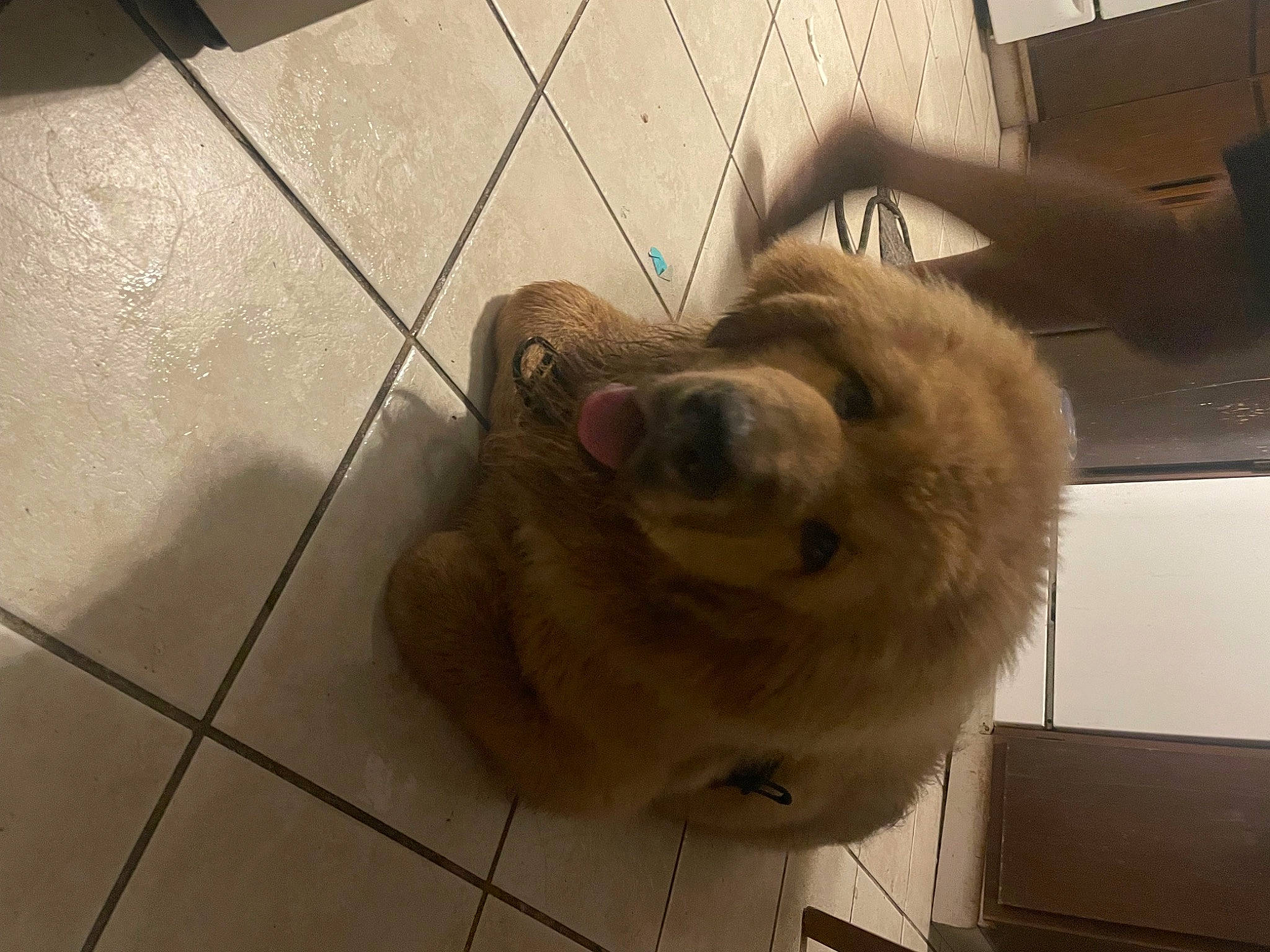 Mook is registered to the contest to win money with this photo: canidae, carnivore, companion_dog, dog, dog_breed, fawn, flooring, fur, golden_retriever, liver, paw, retriever, snout, sporting_group, tail, terrestrial_animal, tile_flooring, whiskers, wood, working_animal