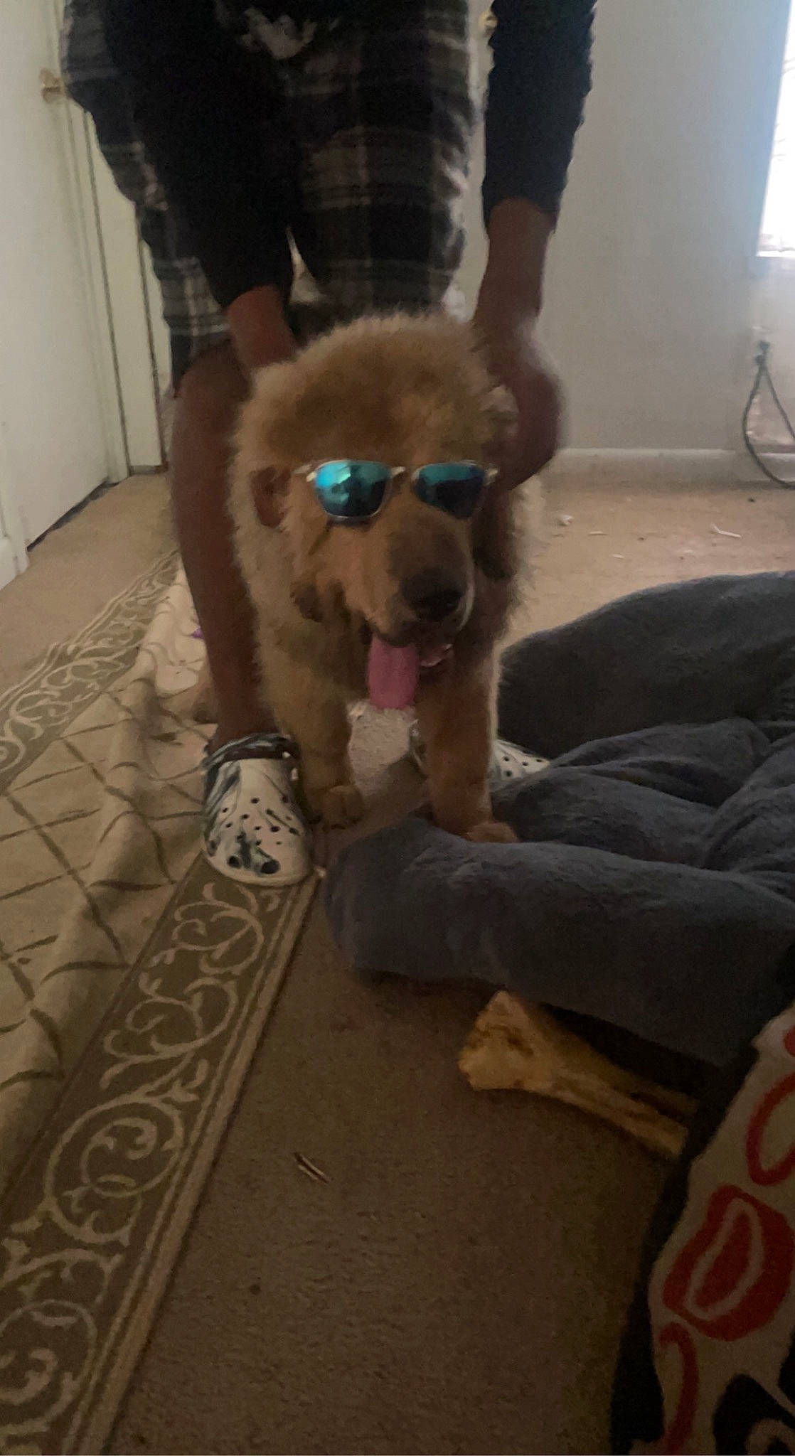 Mook is registered to the contest to win money with this photo: canidae, carnivore, comfort, companion_dog, dog, dog_breed, dog_supply, eyewear, fawn, floor, flooring, human_leg, liver, snout, sporting_group, sunglasses, thigh, toy_dog, vision_care, working_animal