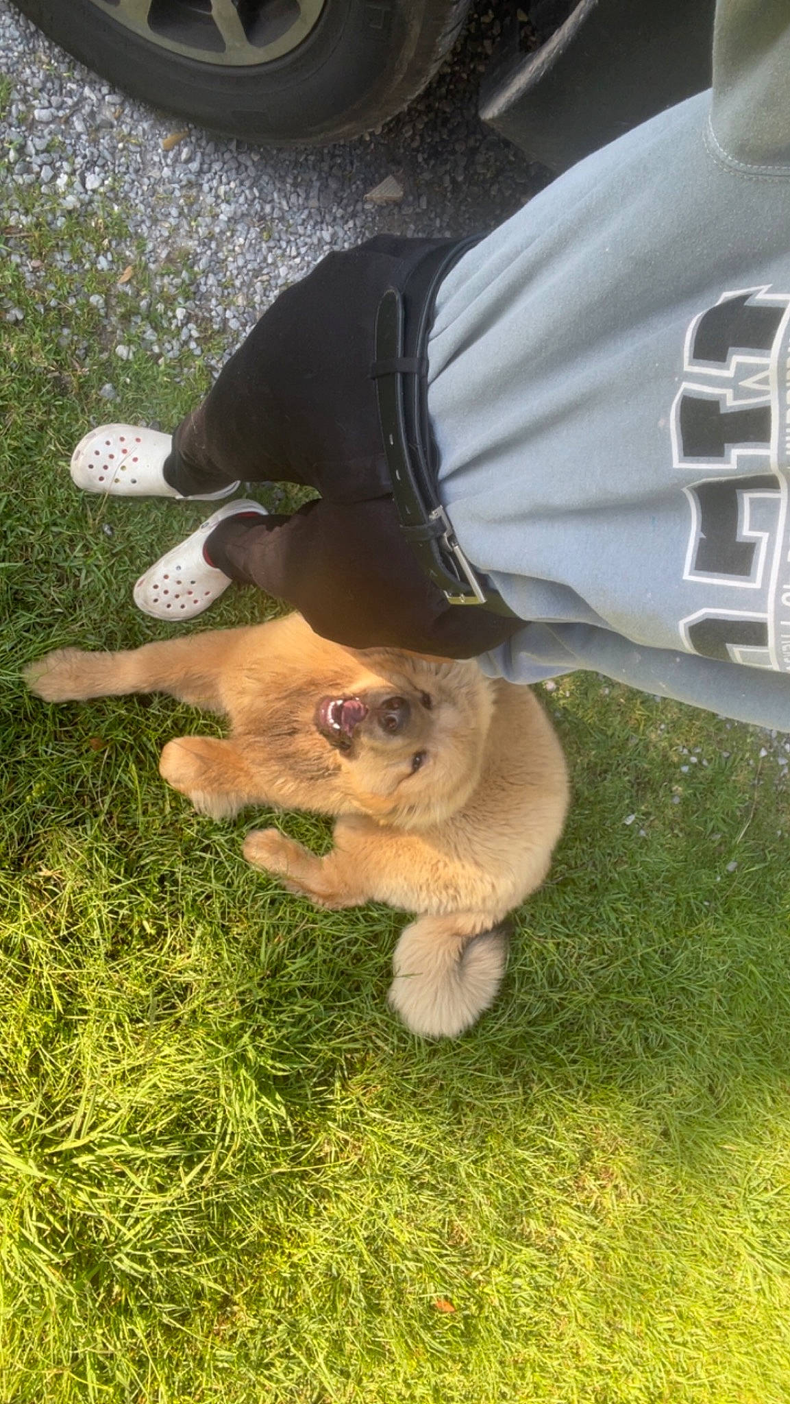 Mook joined the competition — help win amazing prizes! canidae, carnivore, companion_dog, dog, dog_breed, fawn, felidae, fur, german_spitz, german_spitz_klein, grass, human_leg, lawn, pomeranian, spitz, sporting_group, tail, toy, toy_dog, watch