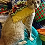 cat, costume, taco, pet, indoor, feline, curious, clutter, fabric, household, stuffed, soft, cute, domestic_animal, sitting, animal, fur, ears, whiskers, eyes