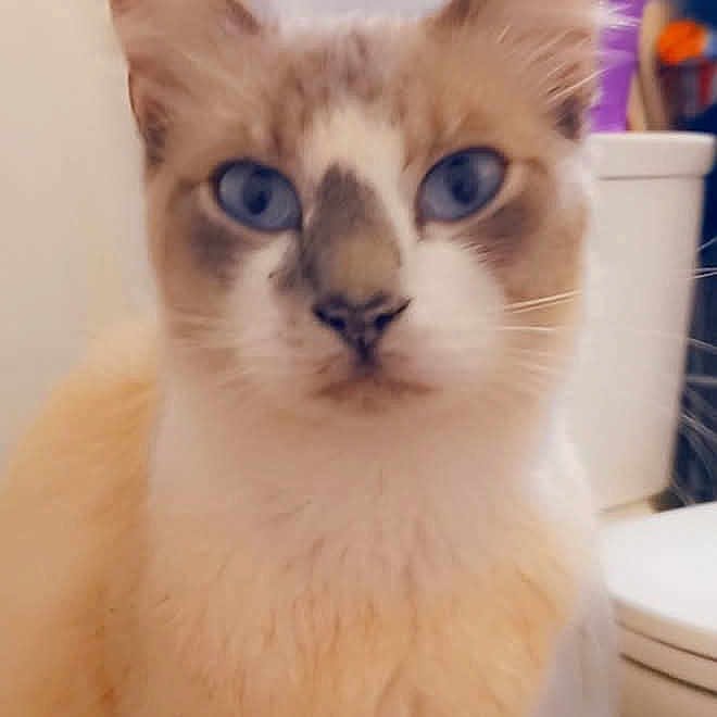 Cool Whip is registered to the contest to win money with this photo: animal, background, blue_eyes, brown_color, cat, close_up, container, cream_color, curtain, domestic_cat, ears, face, feline, fur, household, indoor, pet, sitting, toilet, whiskers