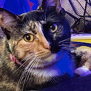 Yoda joined the competition — help win amazing prizes! cat, calico_cat, close_up, pet, animal, whiskers, fur, ears, eyes, collar, indoor, cables, texture, relaxing, portrait, cute, feline, domestic_animal, colorful, lighting