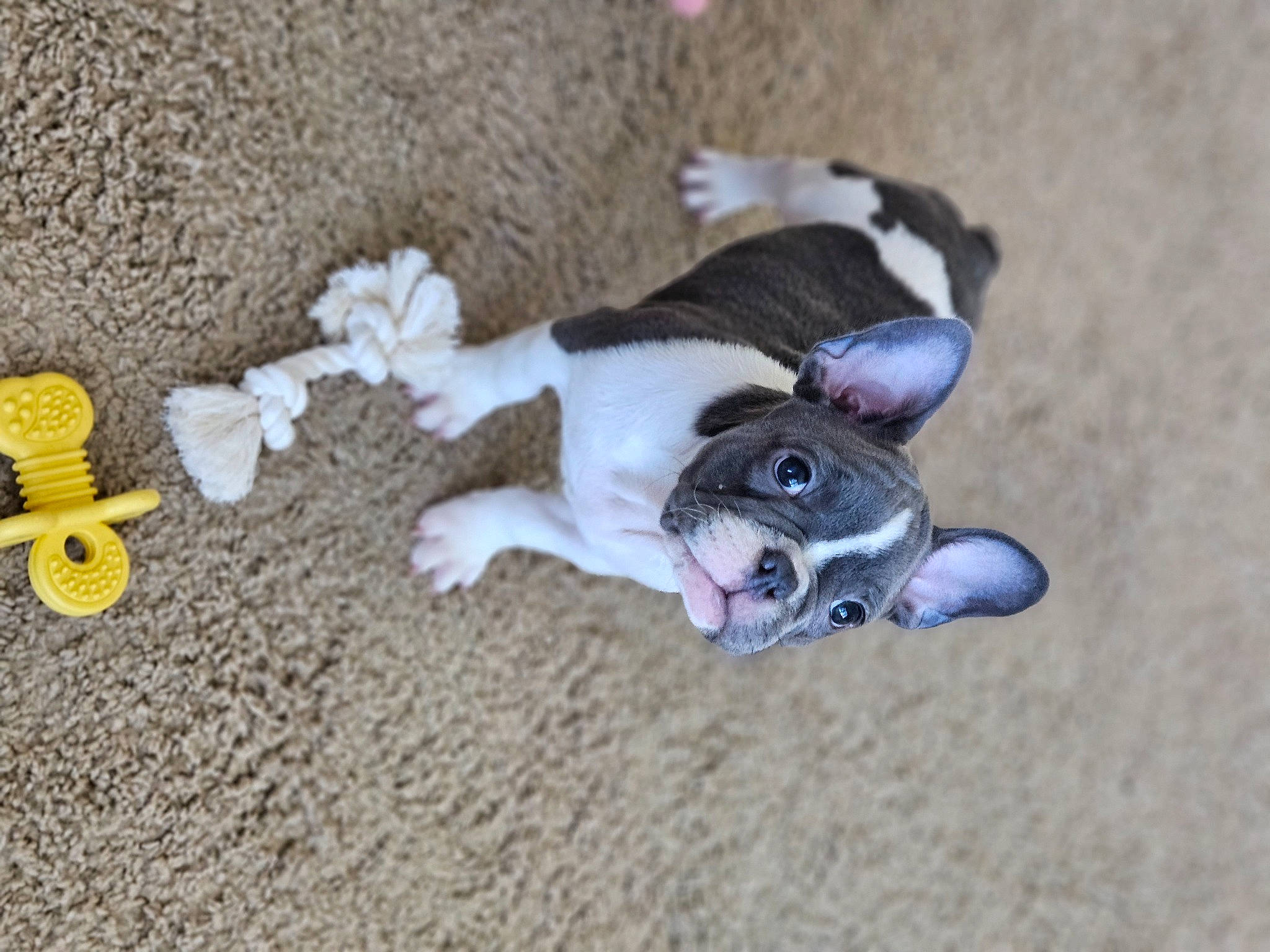 Franklin joined the competition — help win amazing prizes! boston_terrier, canidae, carnivore, comfort, companion_dog, dog, dog_breed, dog_supply, fawn, flooring, non_sporting_group, paw, snout, soil, sporting_group, tail, terrestrial_animal, toy_dog, whiskers, wood