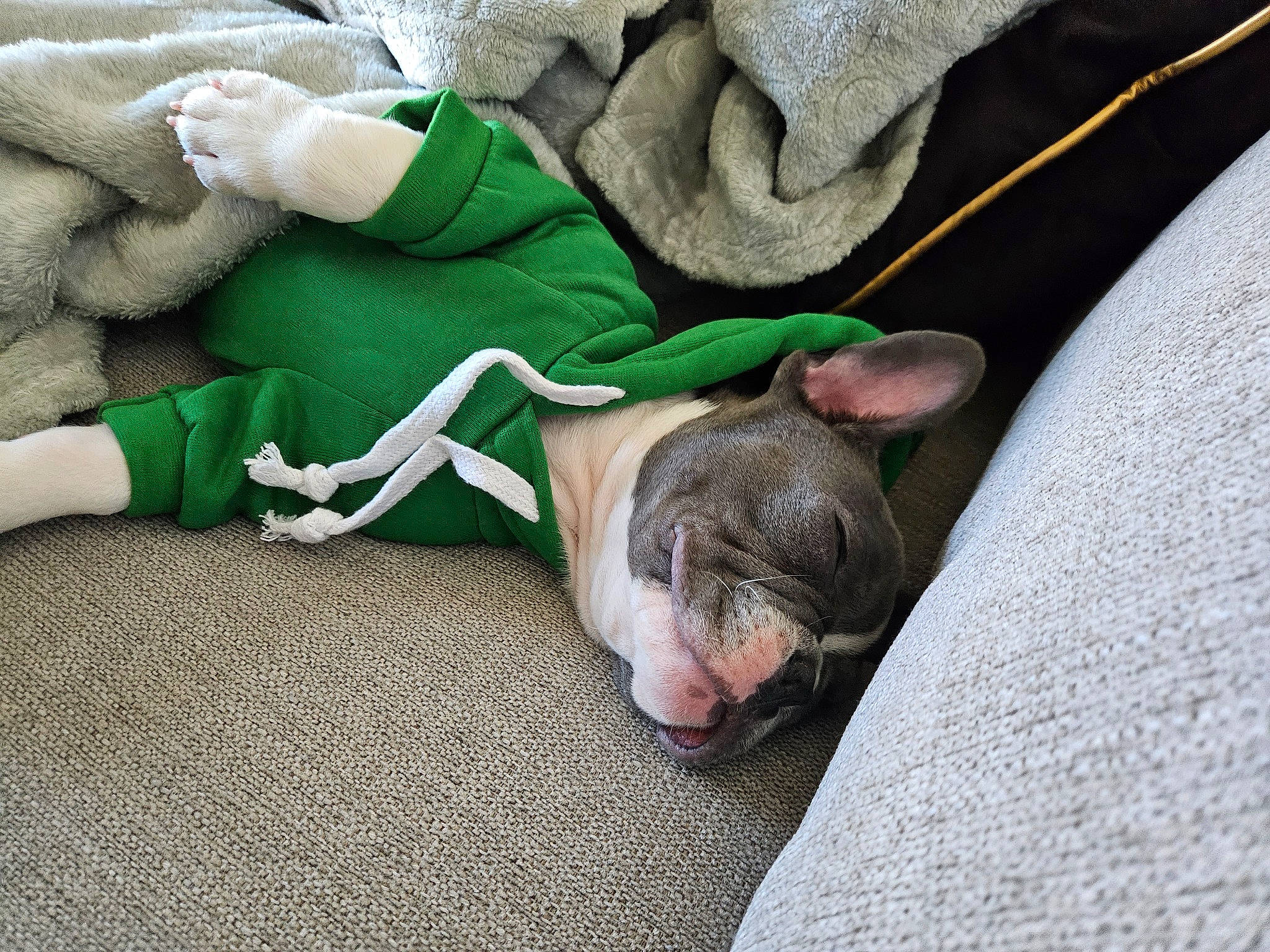 Franklin is registered to the contest to win money with this photo: canidae, carnivore, comfort, companion_dog, dog, dog_breed, fawn, felidae, foot, fur, grass, human_leg, knee, linens, nap, paw, sock, sporting_group, whiskers, wrinkle