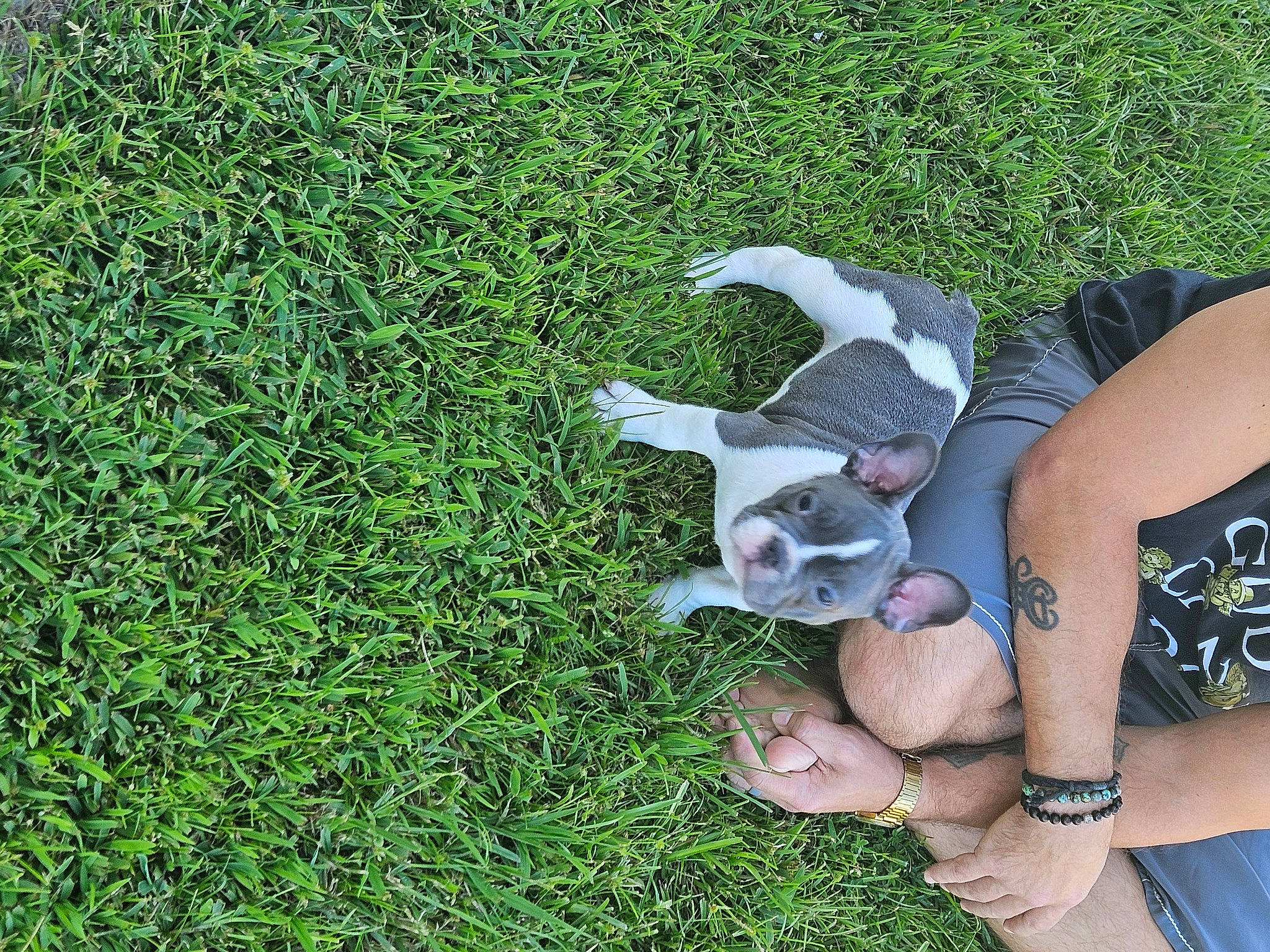 Franklin joined the competition — help win amazing prizes! barefoot, canidae, companion_dog, dog_breed, fawn, foot, grass, grass_family, grassland, groundcover, human_leg, knee, lawn, paw, people_in_nature, plant, sporting_group, tail, thigh, wrist