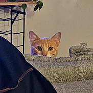 Neko a rejoint le concours — aidez-le/la à gagner de superbes lots ! cat, orange_tabby, peeking, couch, gray_fabric, plant, leaves, indoor, home, curious, feline, eyes, cozy, blanket, furniture, living_room, pet, animal, closeup, quiet