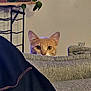 cat, orange_tabby, peeking, couch, gray_fabric, plant, leaves, indoor, home, curious, feline, eyes, cozy, blanket, furniture, living_room, pet, animal, closeup, quiet