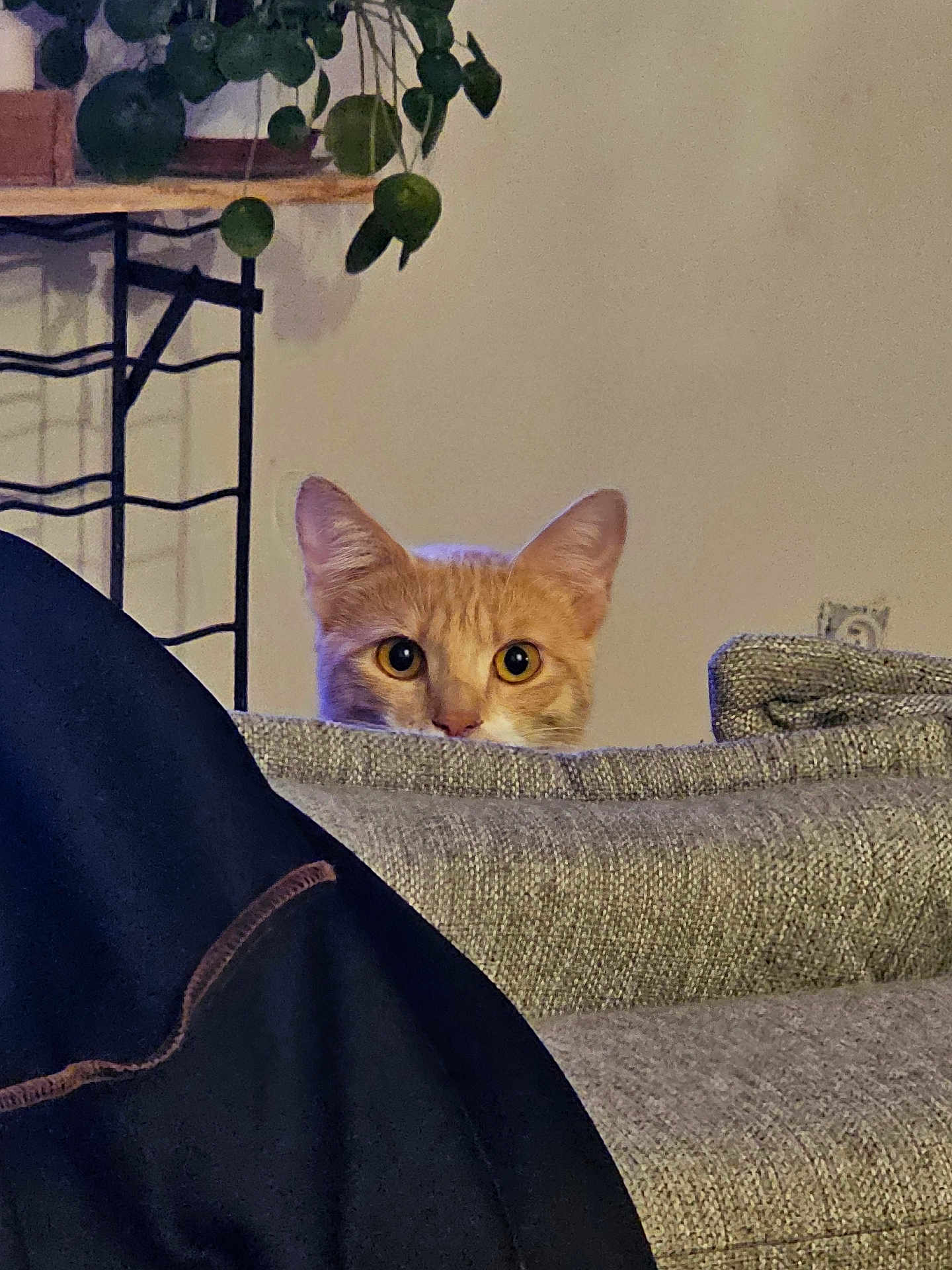 Neko a rejoint le concours — aidez-le/la à gagner de superbes lots ! cat, orange_tabby, peeking, couch, gray_fabric, plant, leaves, indoor, home, curious, feline, eyes, cozy, blanket, furniture, living_room, pet, animal, closeup, quiet