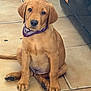 puppy, dog, bandana, brown, pet, cute, sitting, floor, tile, young, animal, domestic, canine, adorable, indoor, fur, ears, nose, paw, tail