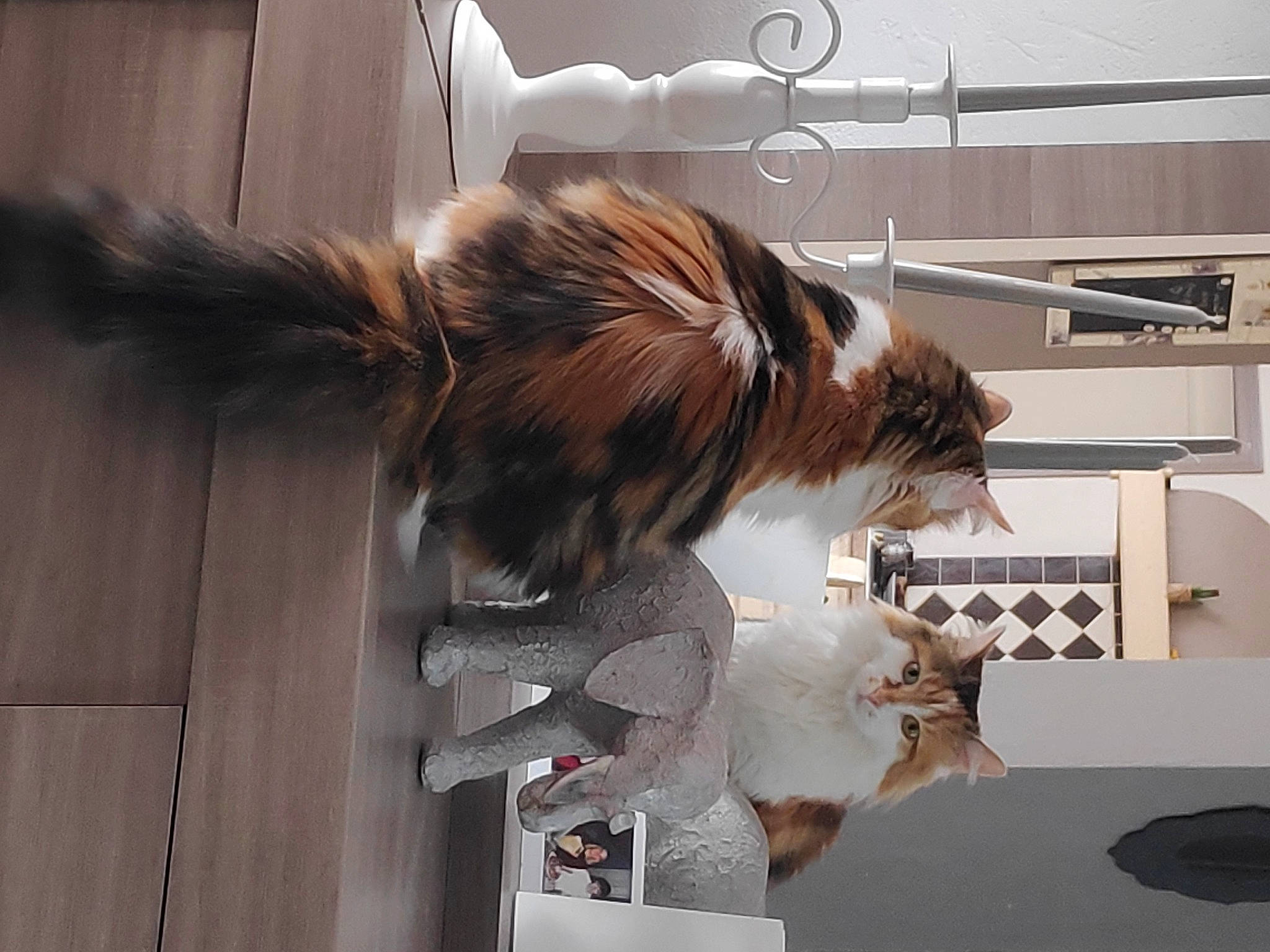 Douchka participe au concours pour gagner de l'argent avec cette photo : carnivore, cat, felidae, fur, norwegian_forest_cat, small_to_medium_sized_cats, tail