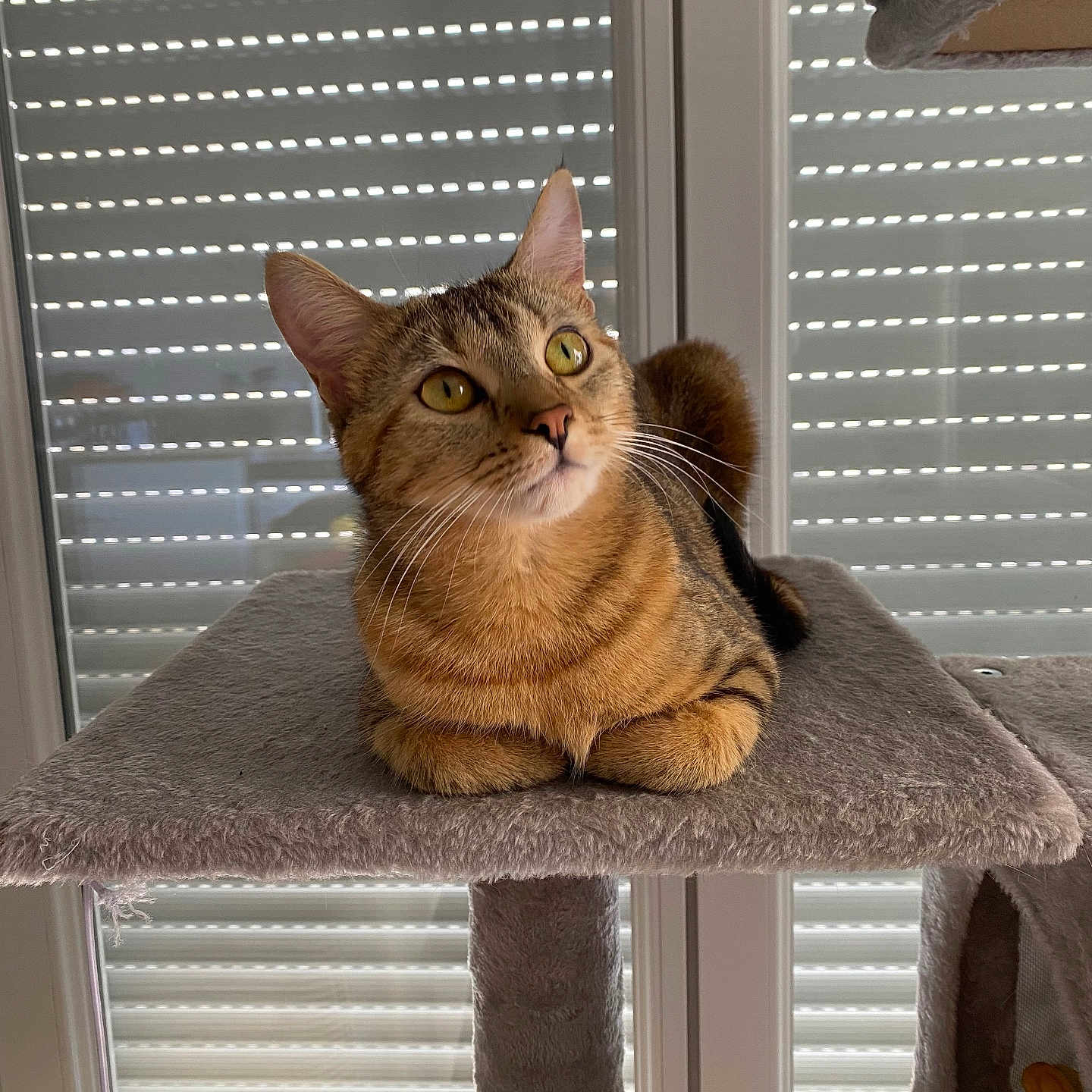 Limelet a rejoint le concours — aidez-le/la à gagner de superbes lots ! animal, blinds, cat, cat_tree, curious, cute, domestic_cat, ears, feline, fur, golden_eyes, indoor, looking_up, paws, pet, relaxed, soft_light, tabby, whiskers, window