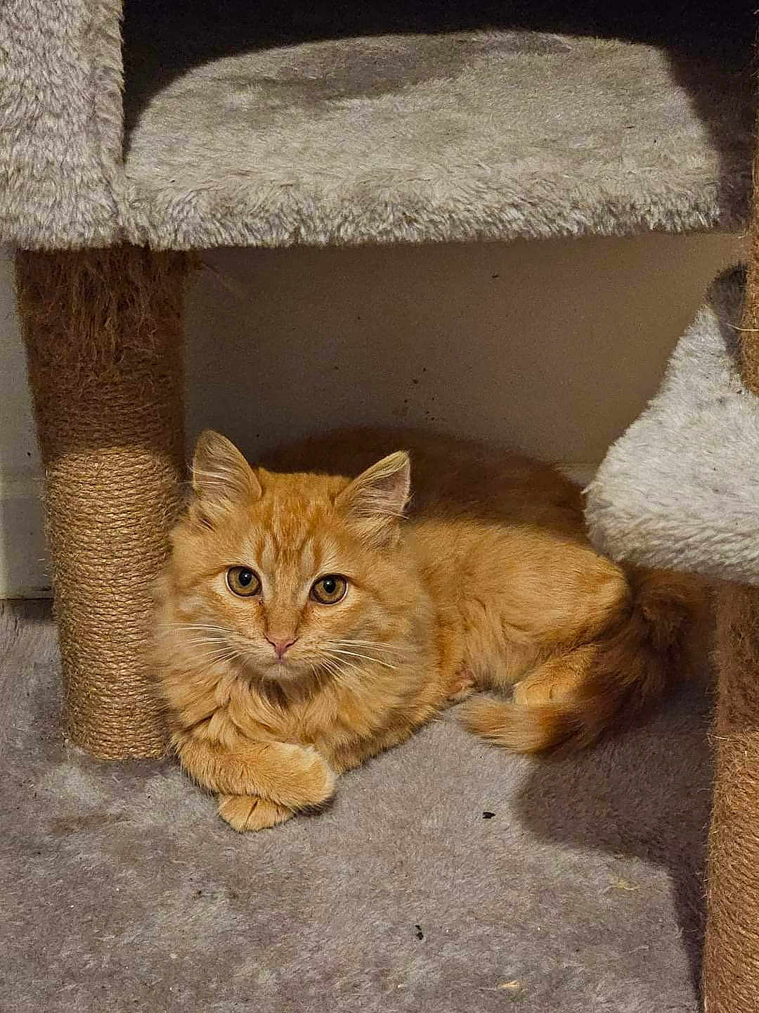 Melba
