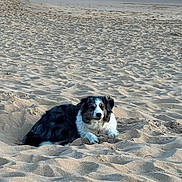 Pouppy a rejoint le concours — aidez-le/la à gagner de superbes lots ! animal, beach, canine, coast, daytime, dog, fur, mammal, nature, outdoor, pet, quiet, relaxing, resting, sand, sea, shore, summer, water, wave