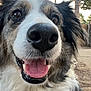 Pouppy participe au concours pour gagner de l'argent avec cette photo : animal, black_and_white, canine, close_up, cute, daytime, dog, ears, friendly, fur, happy, mouth_open, nose, outdoor, pet, smiling, sunlight, tongue_out, trees, yard